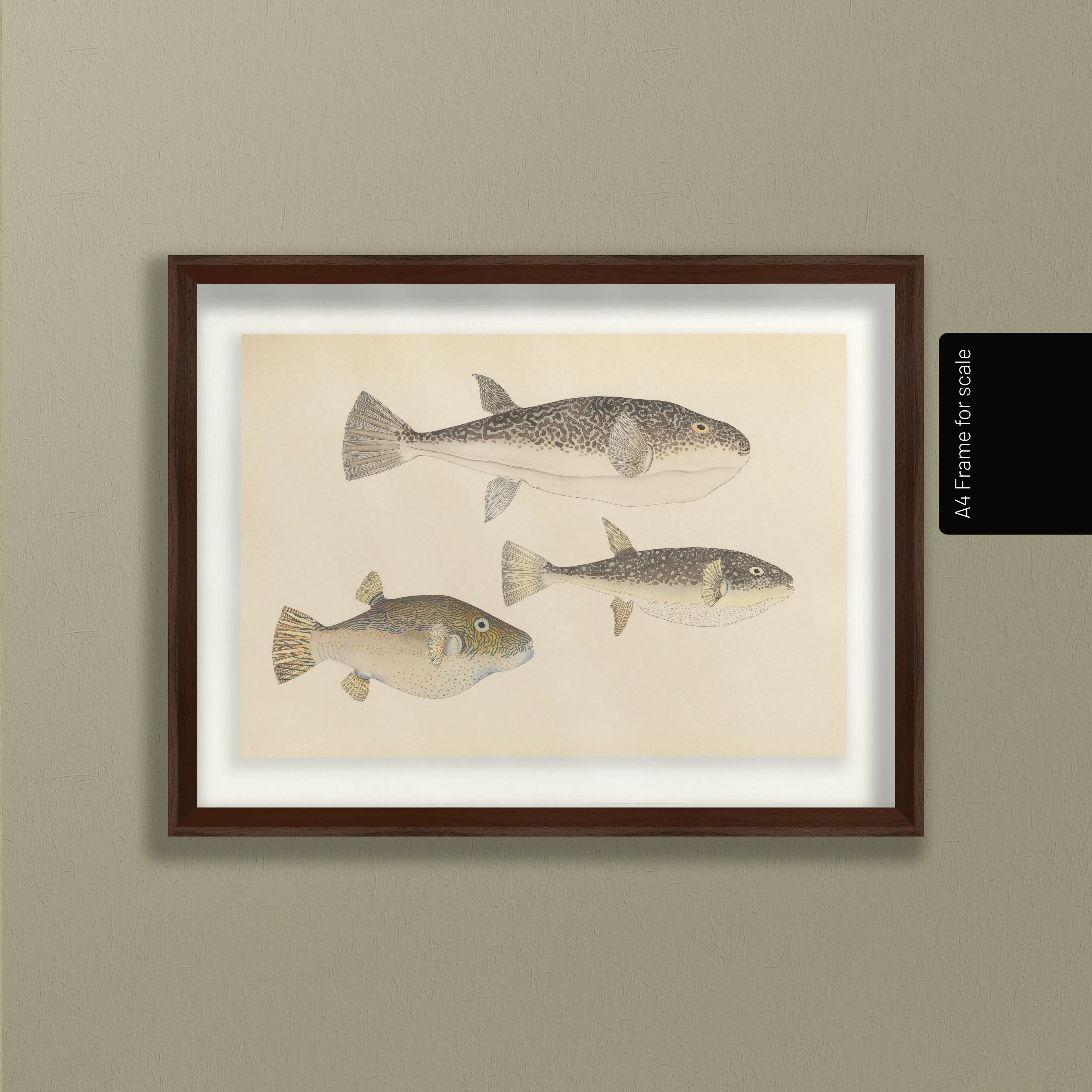 Natural History: Plate No. 61
