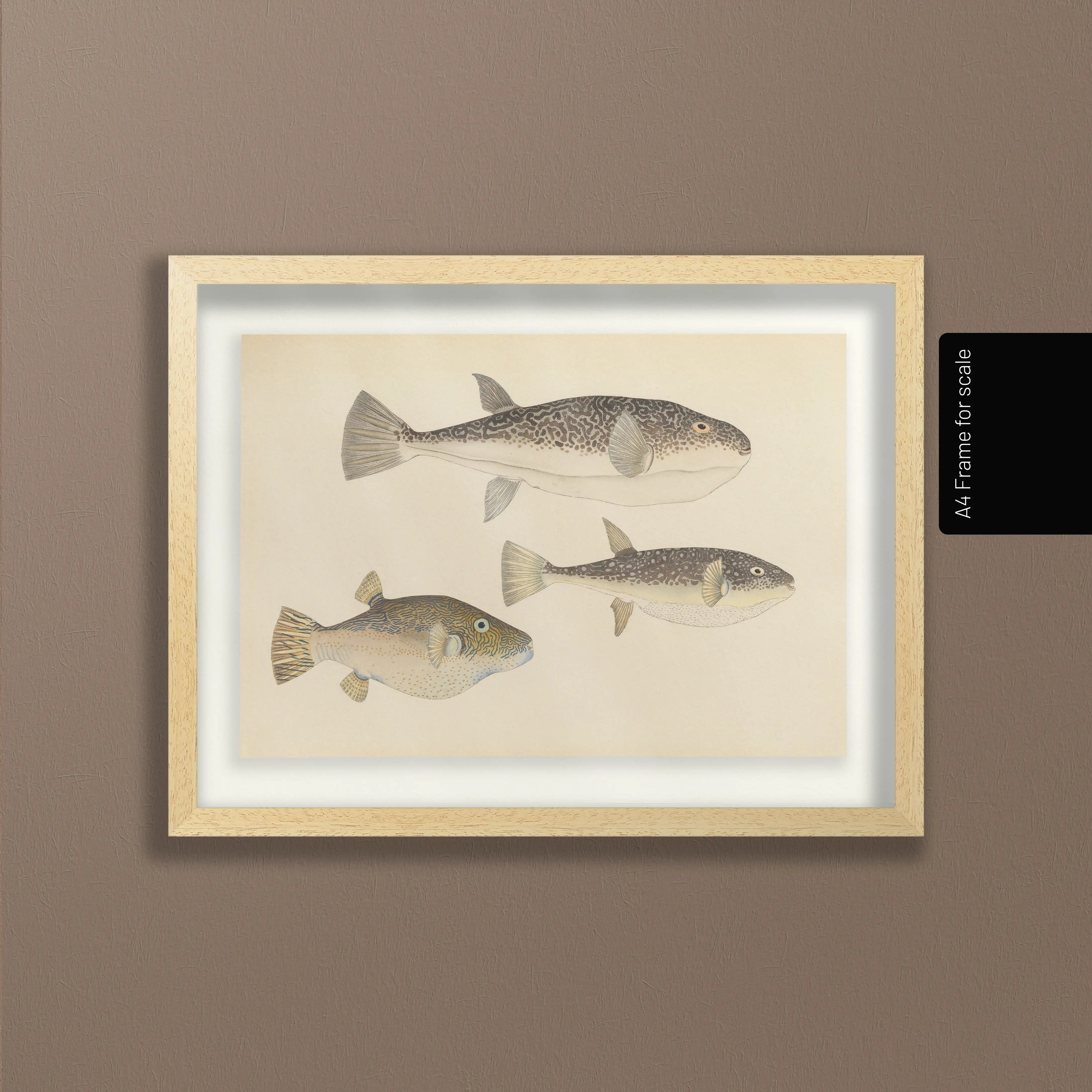 Natural History: Plate No. 61