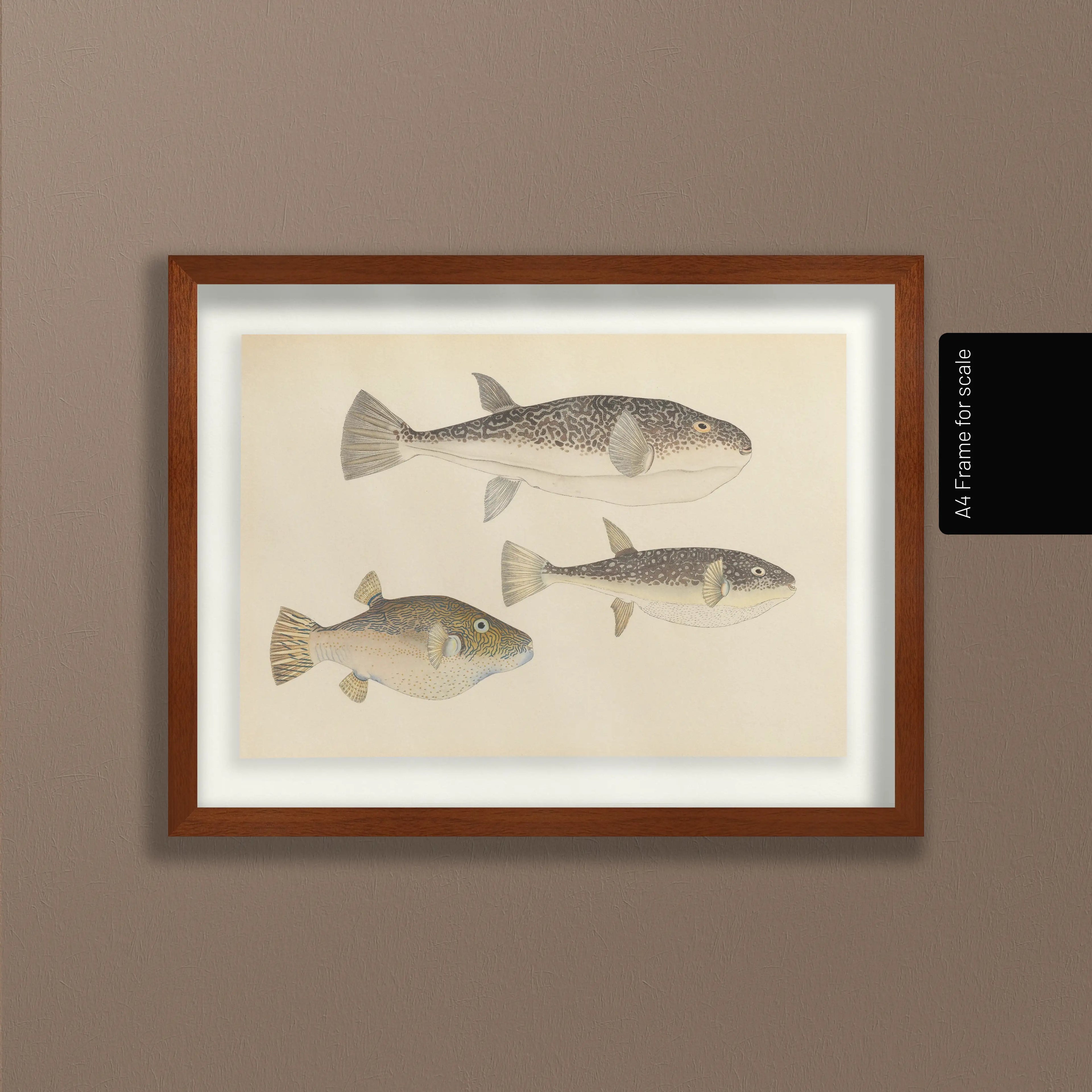 Natural History: Plate No. 61