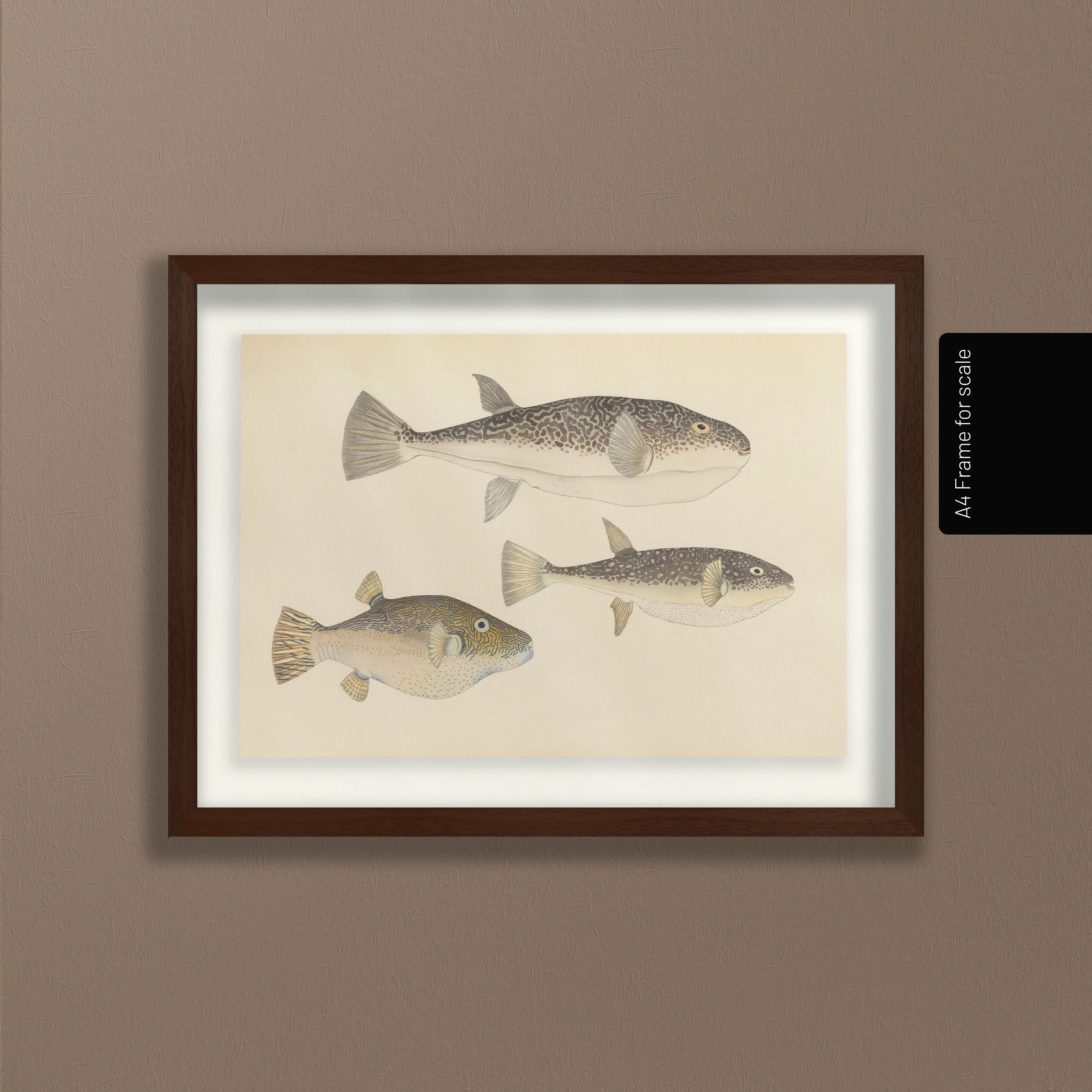 Natural History: Plate No. 61