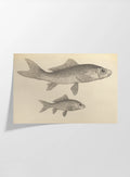 Natural History: Plate No. 62