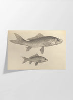 Natural History: Plate No. 62