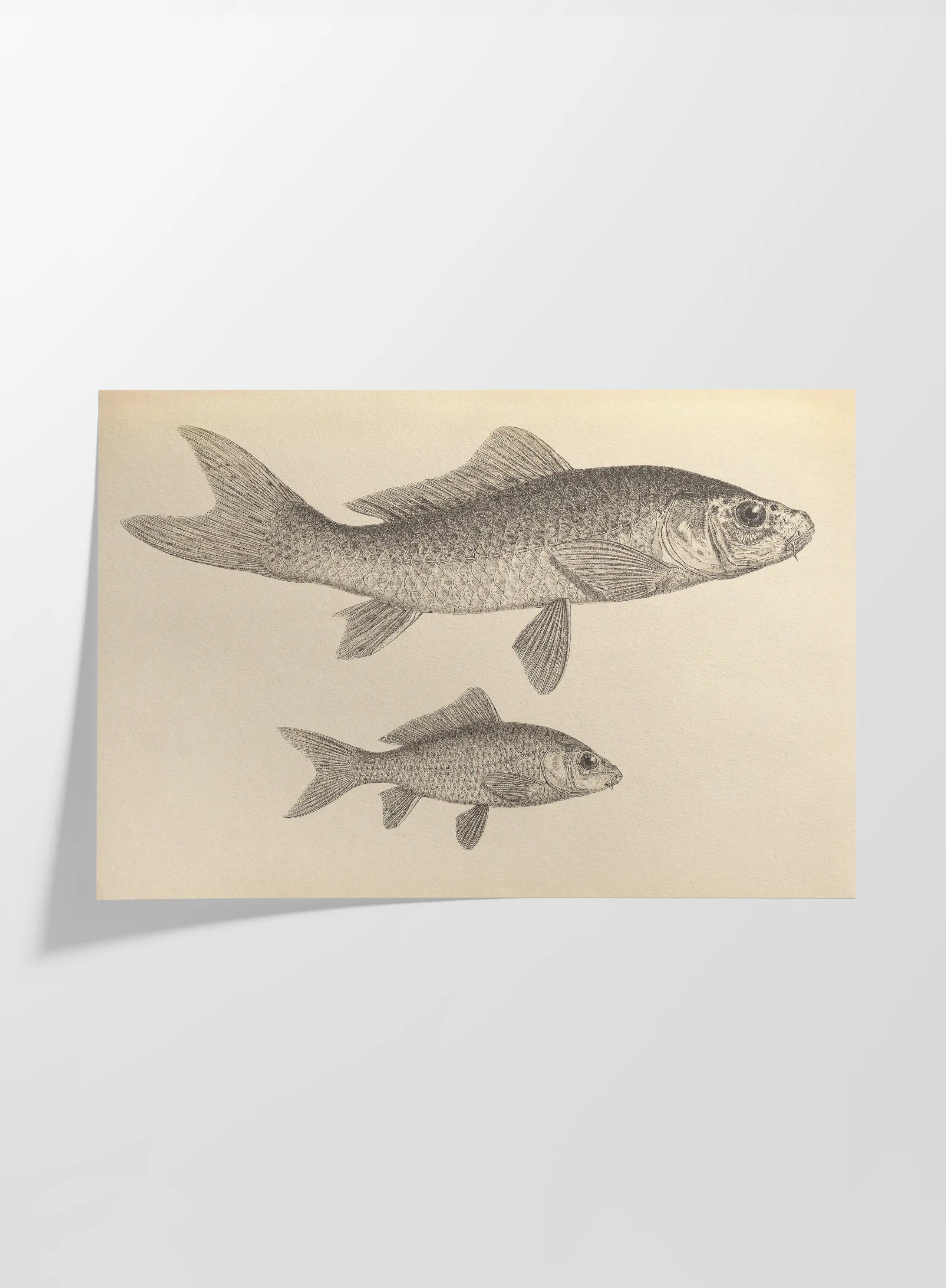 Natural History: Plate No. 62