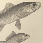 Natural History: Plate No. 62