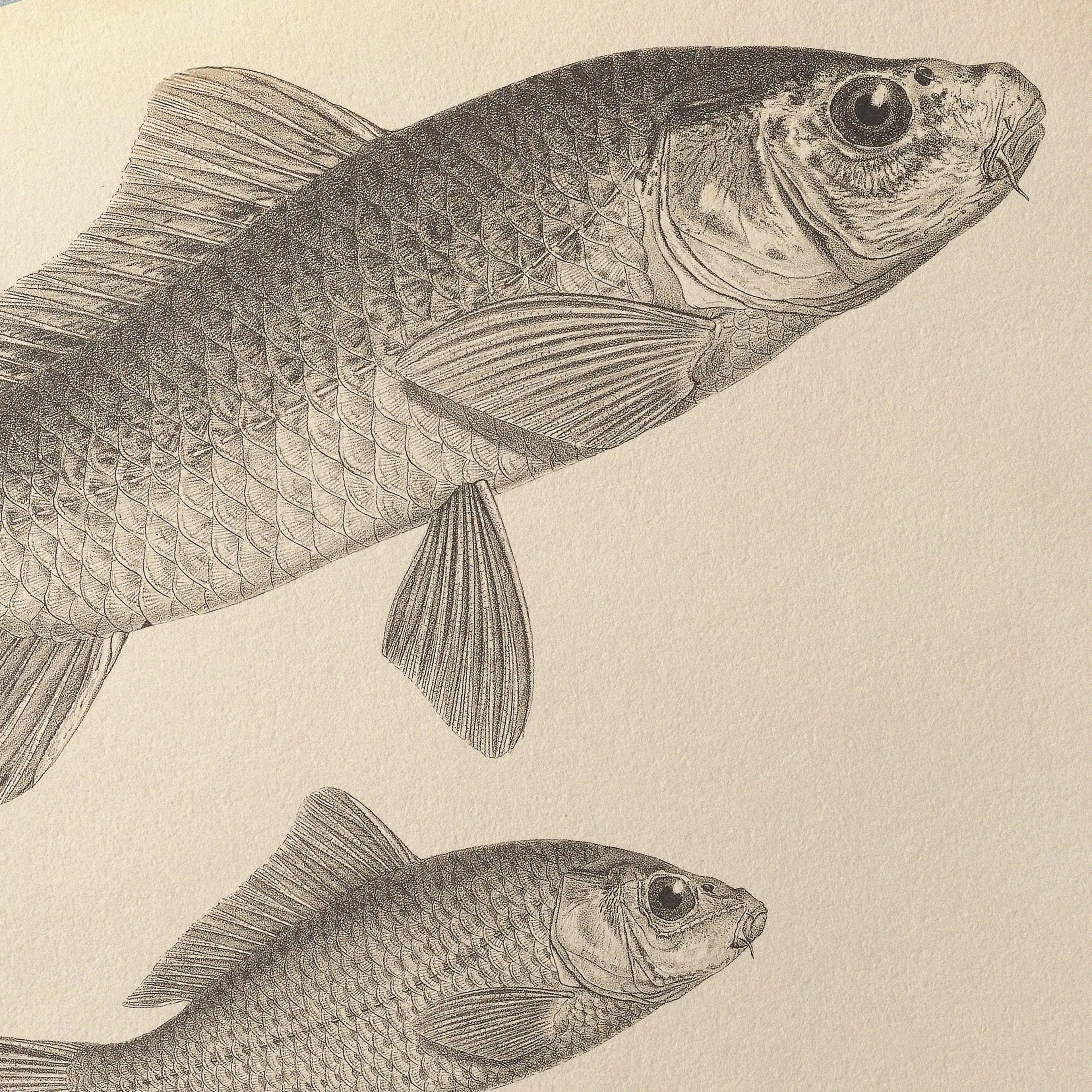 Natural History: Plate No. 62