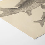 Natural History: Plate No. 62