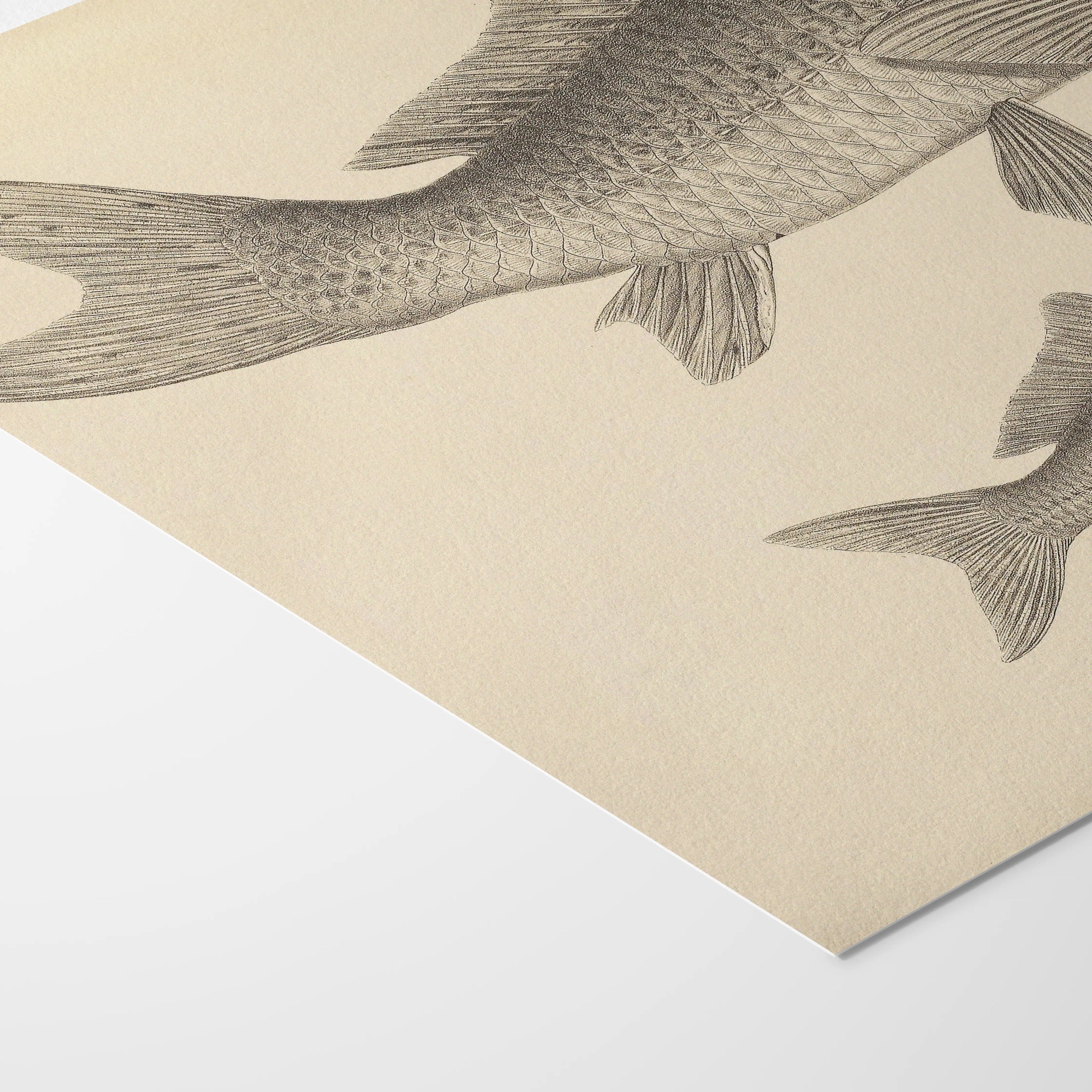 Natural History: Plate No. 62