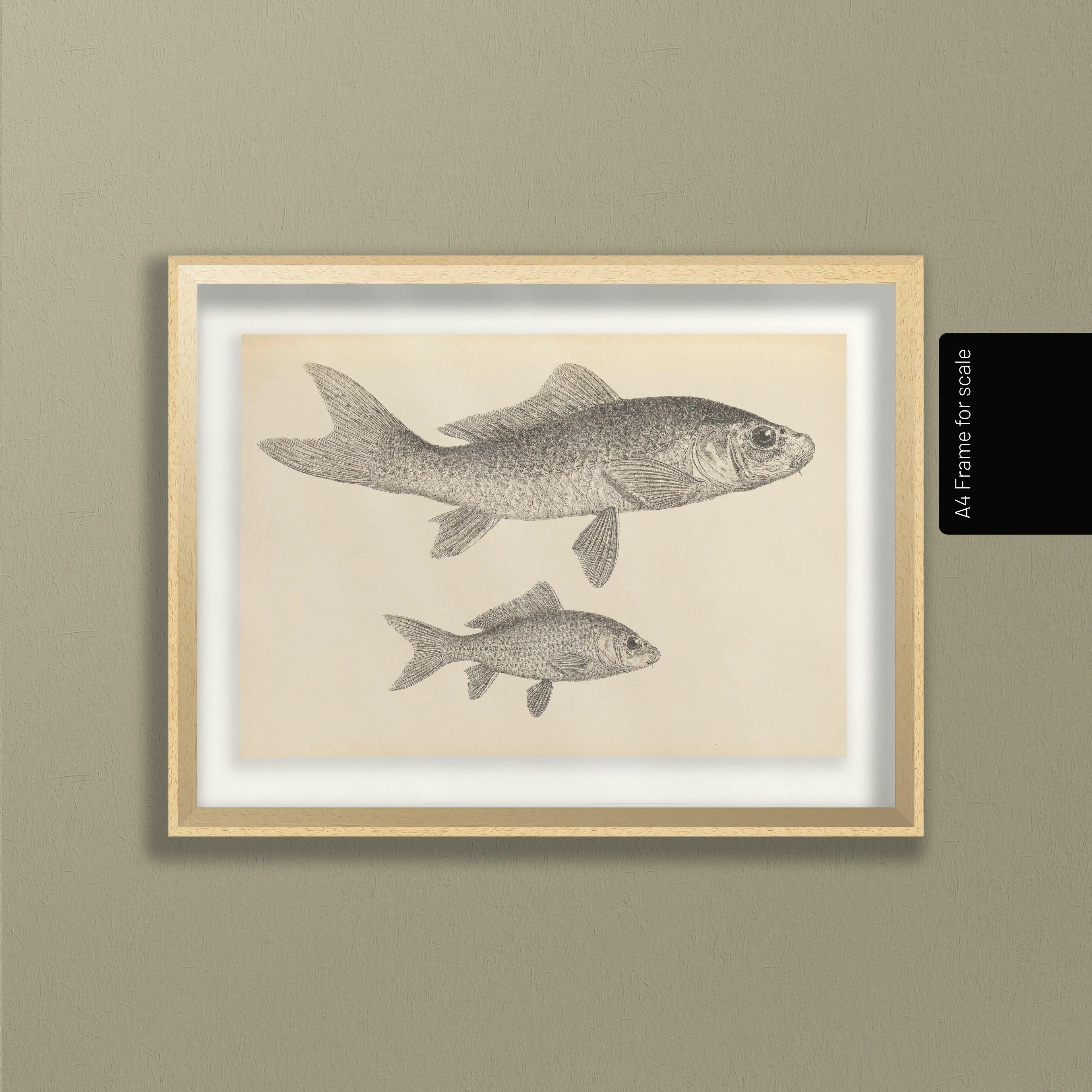 Natural History: Plate No. 62
