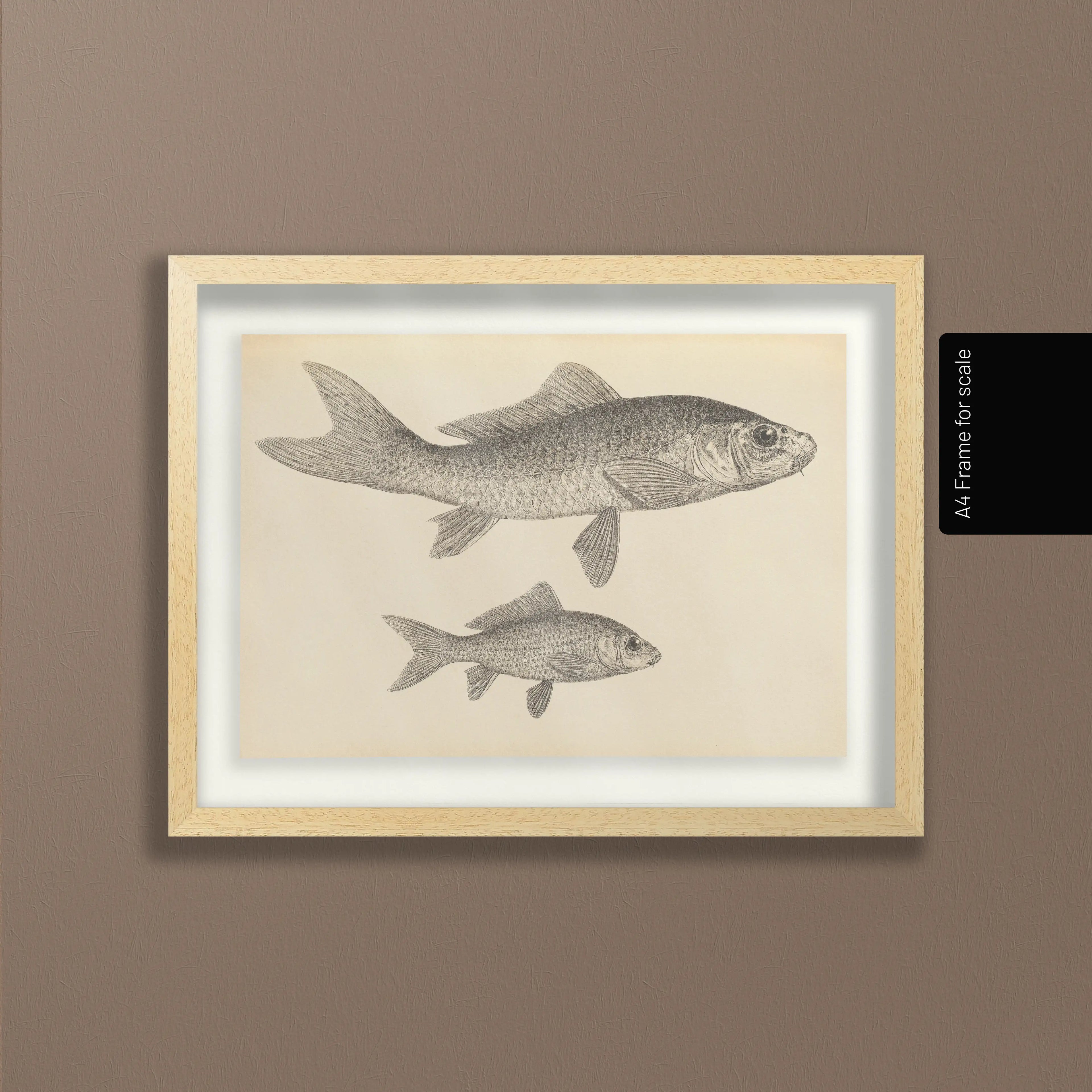Natural History: Plate No. 62