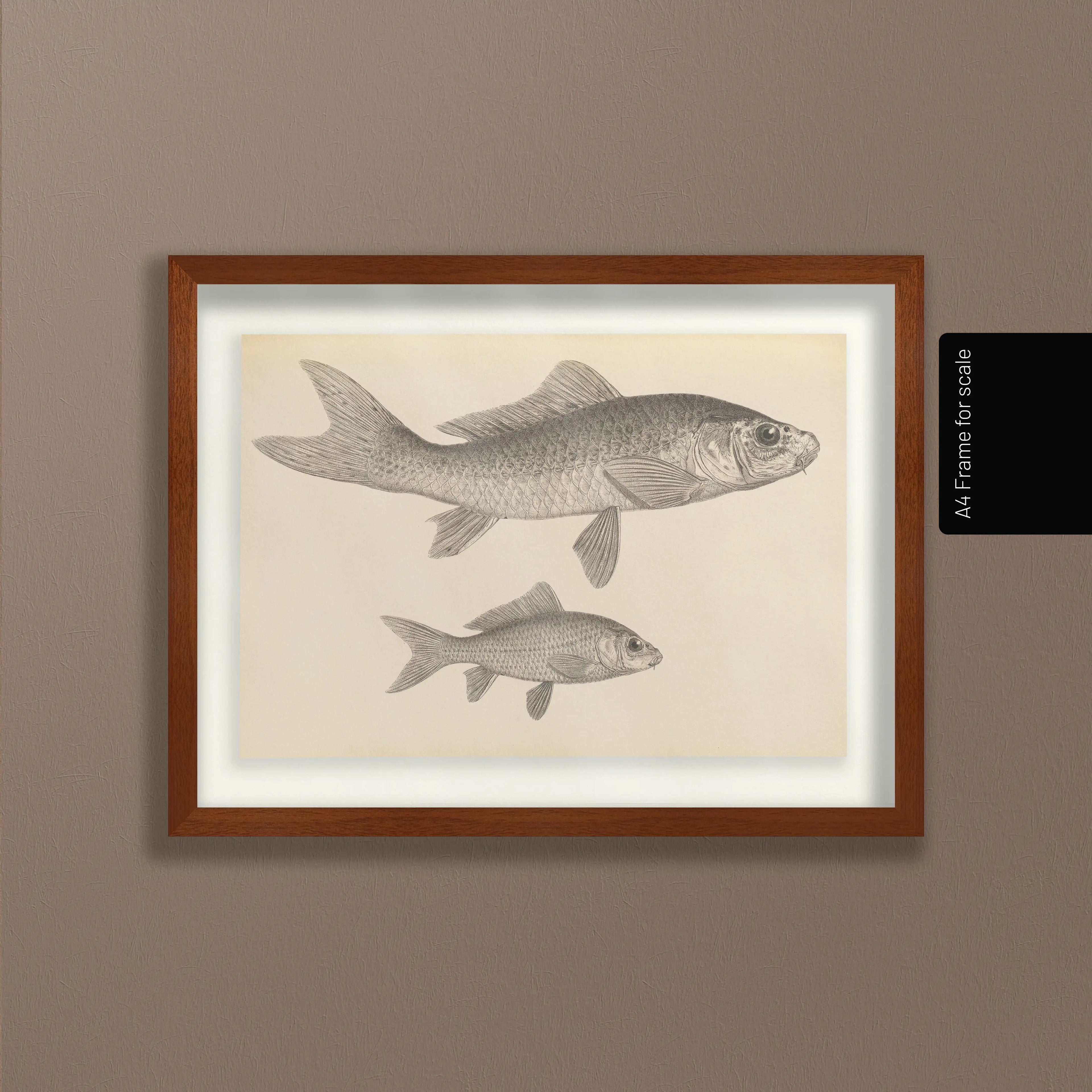 Natural History: Plate No. 62