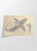 Natural History: Plate No. 63