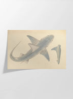Natural History: Plate No. 63