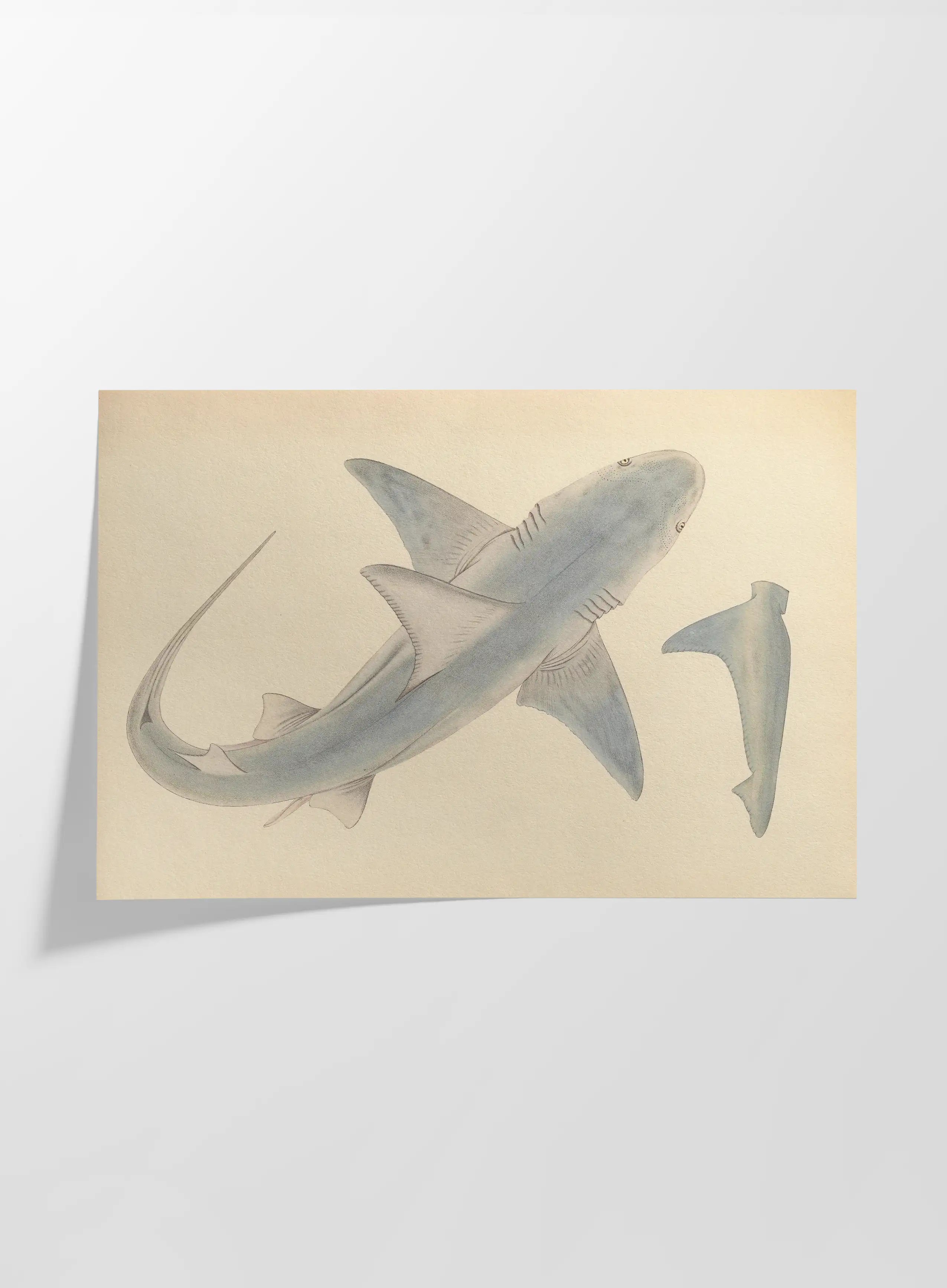 Natural History: Plate No. 63