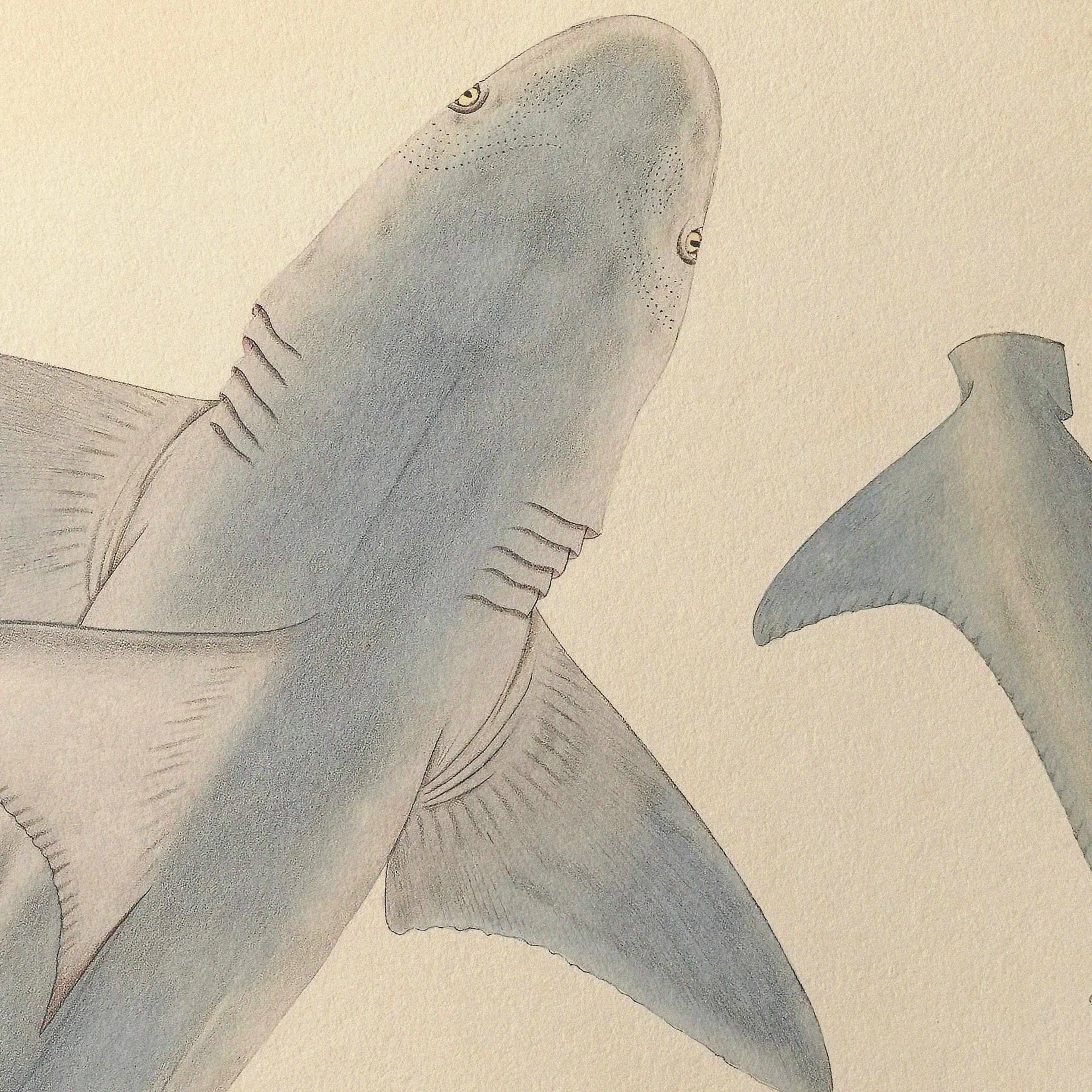 Natural History: Plate No. 63