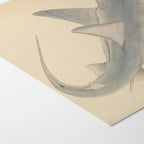 Natural History: Plate No. 63