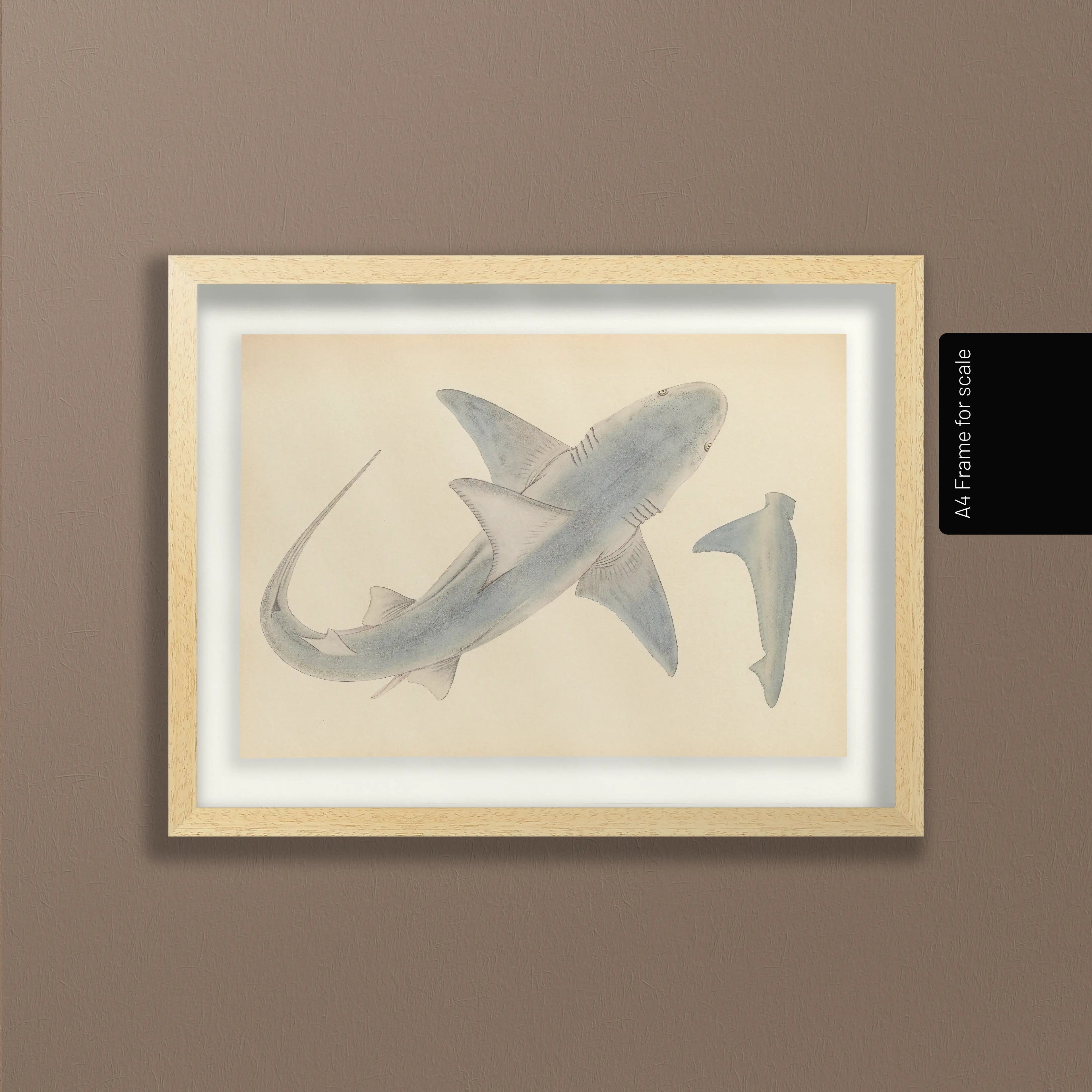 Natural History: Plate No. 63