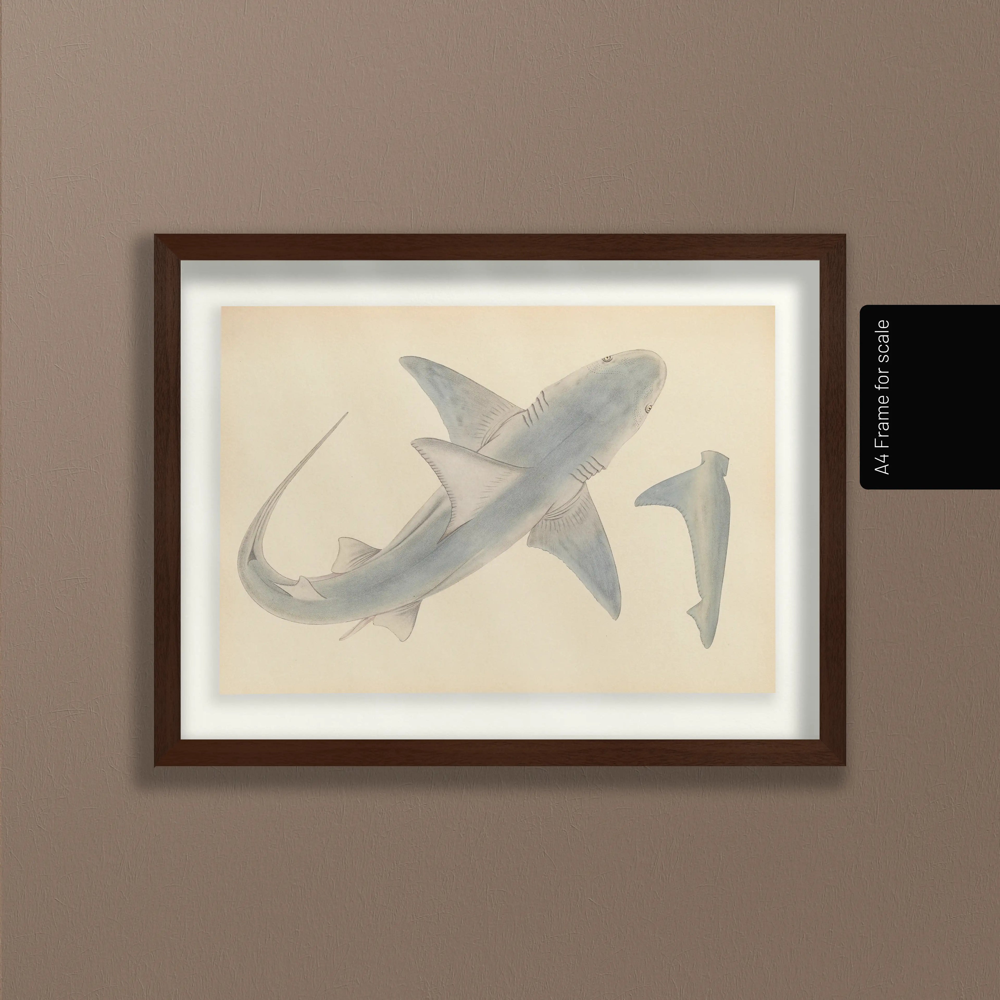 Natural History: Plate No. 63
