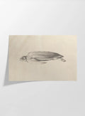 Natural History: Plate No. 64