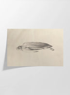 Natural History: Plate No. 64