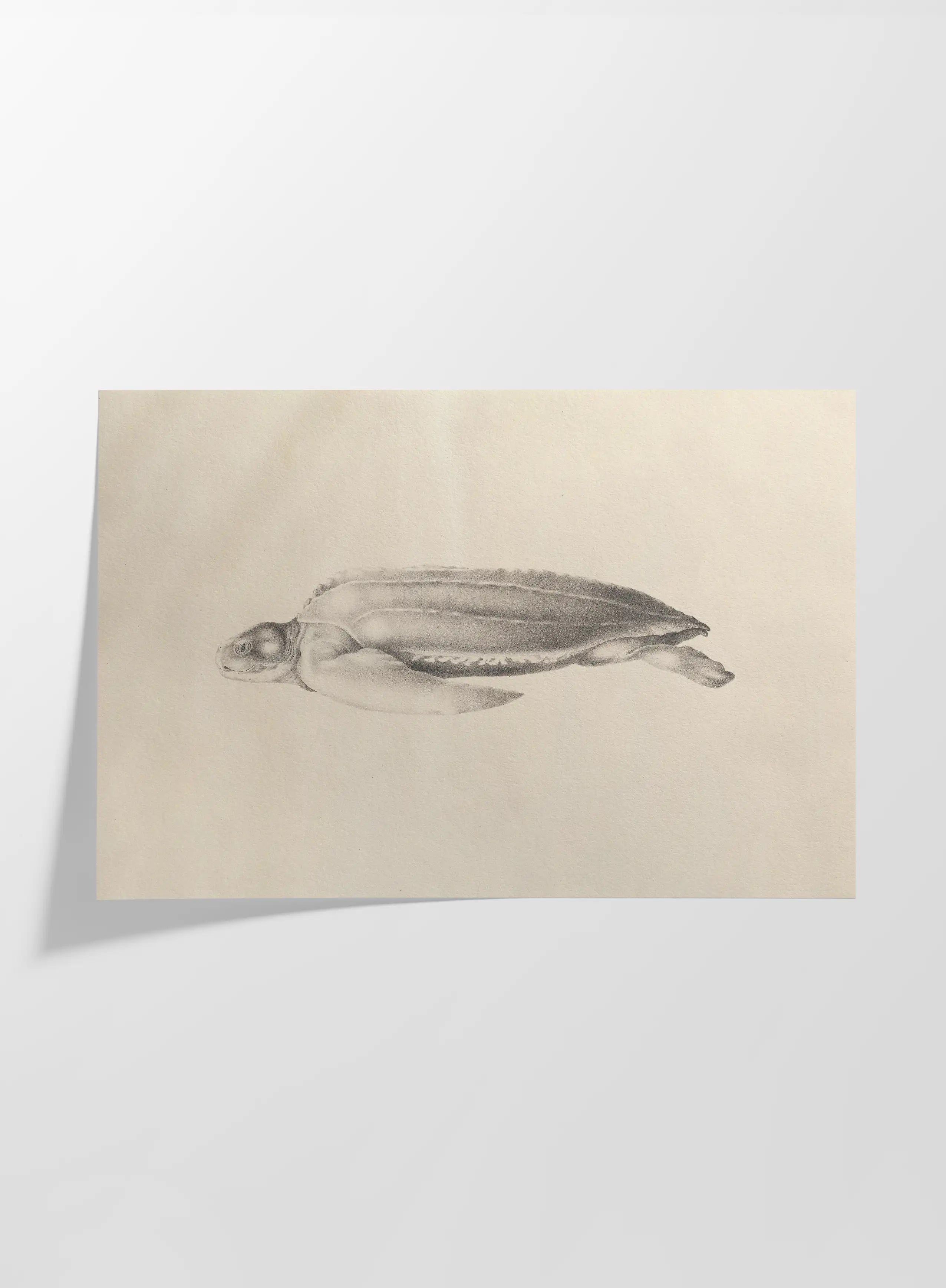 Natural History: Plate No. 64