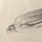Natural History: Plate No. 64