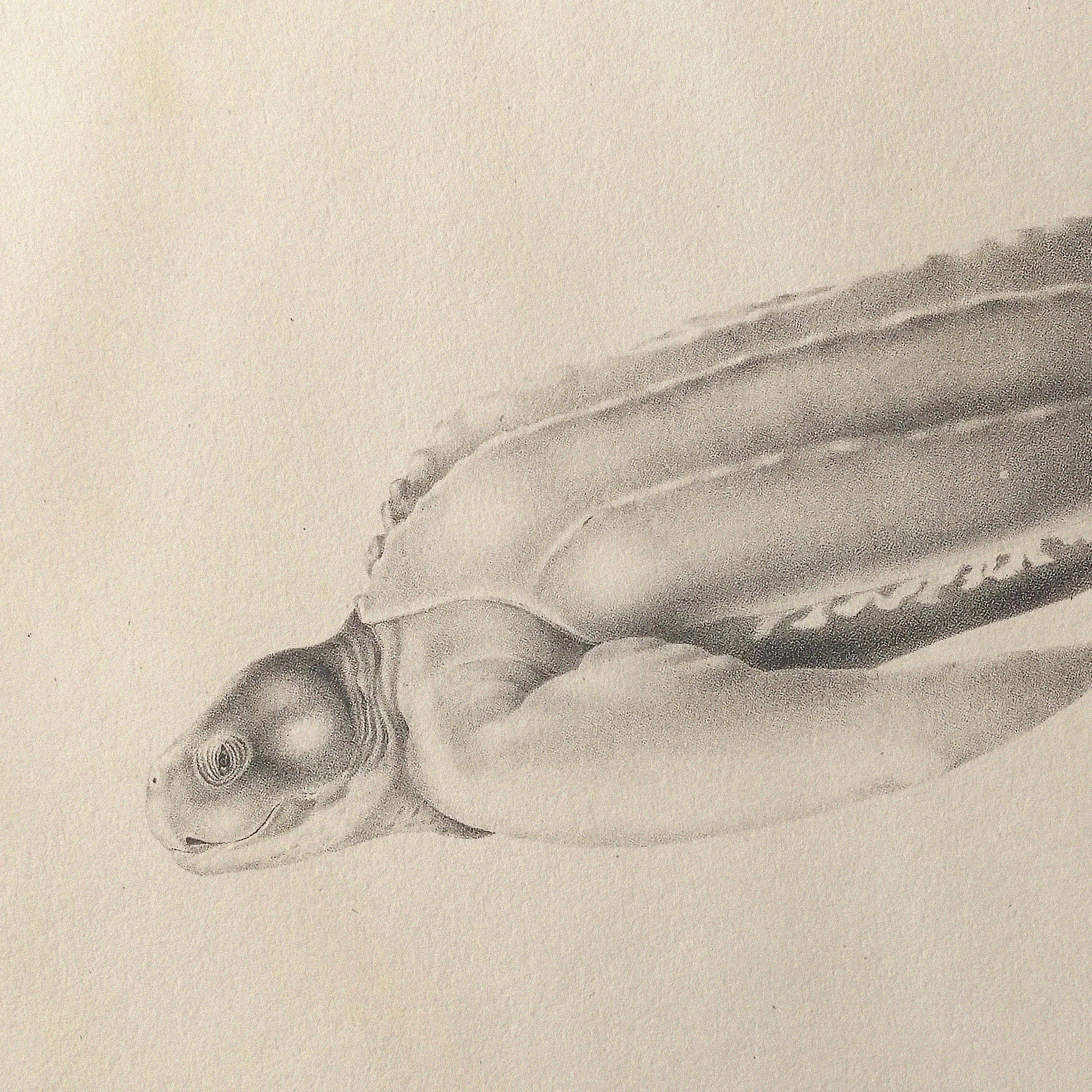 Natural History: Plate No. 64