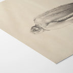 Natural History: Plate No. 64