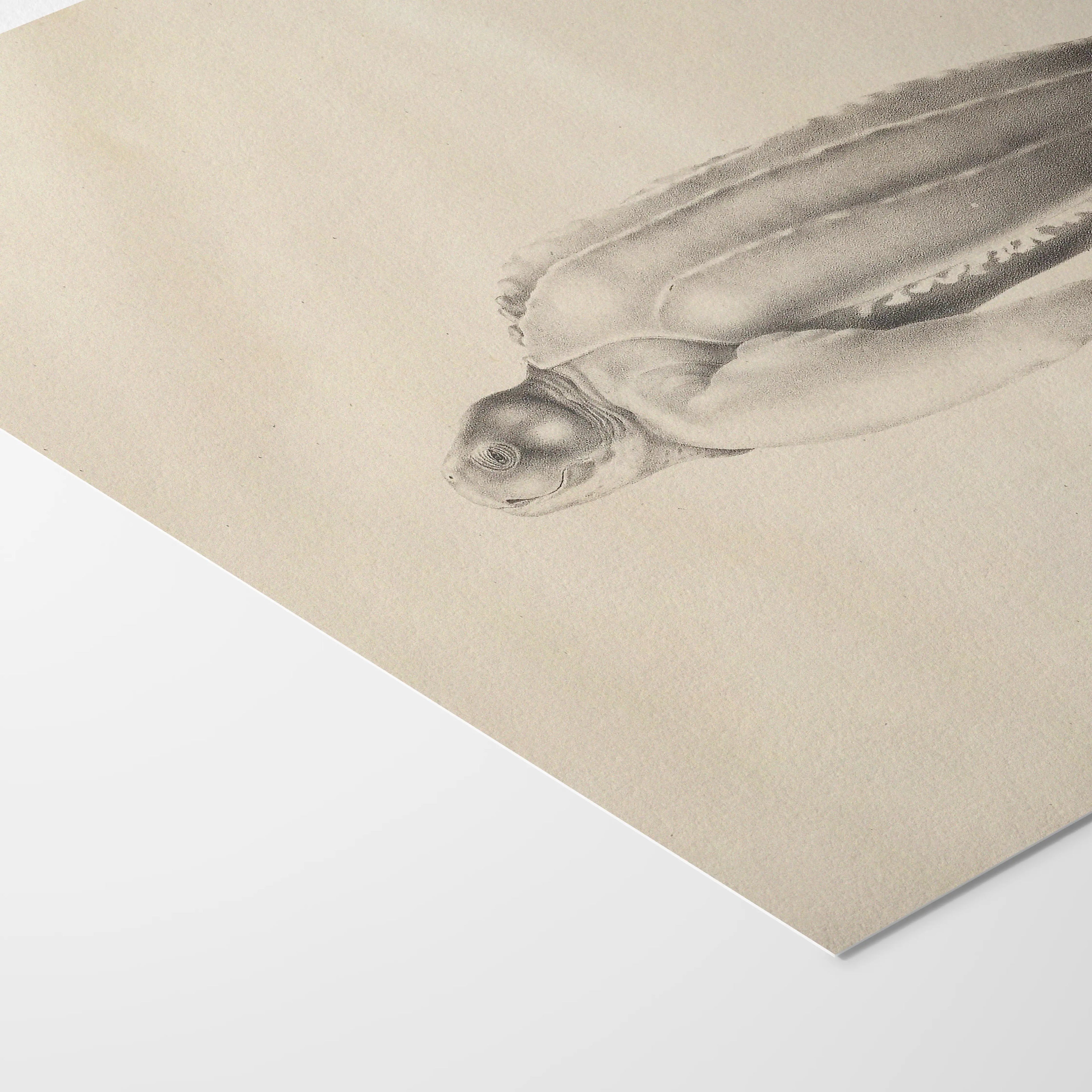 Natural History: Plate No. 64
