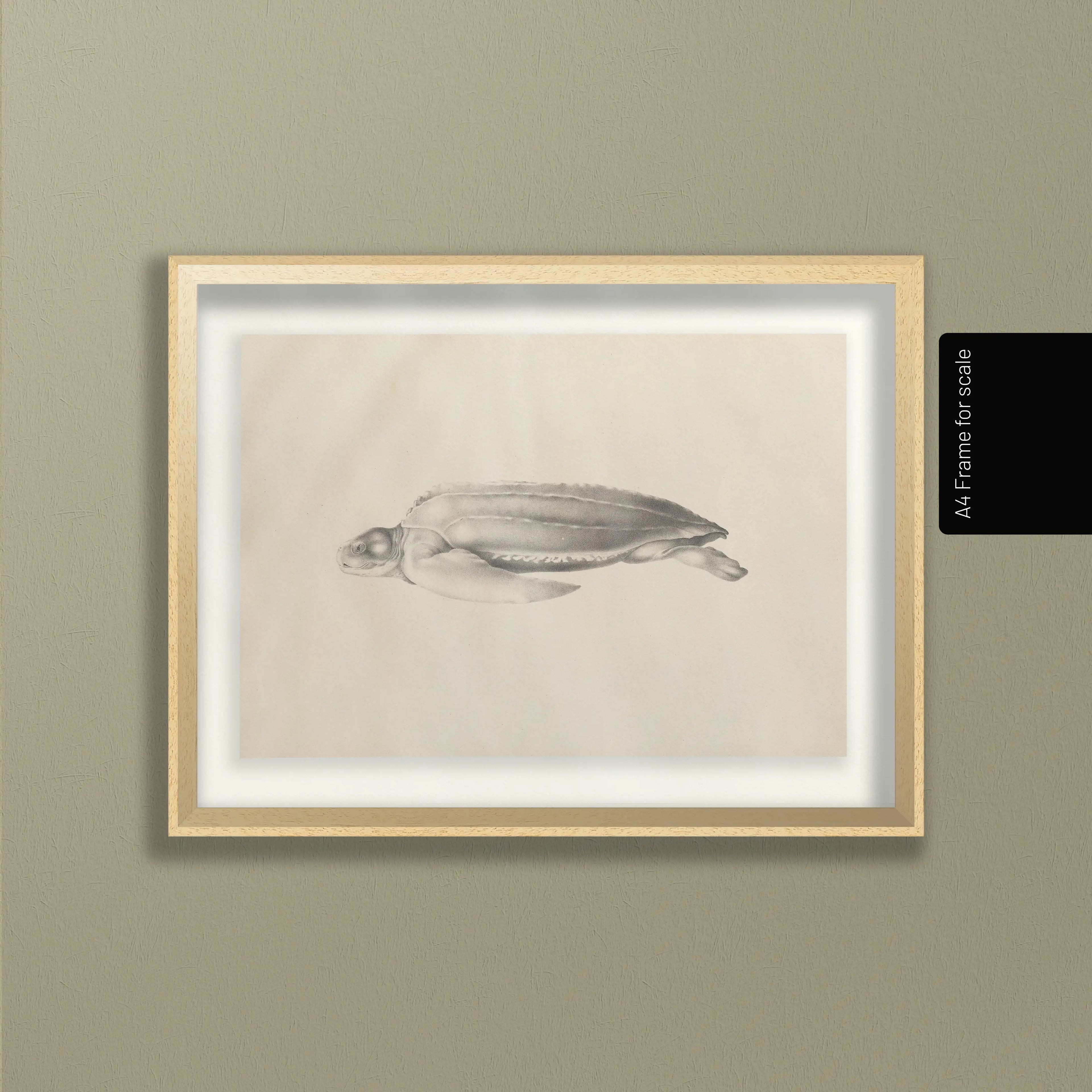 Natural History: Plate No. 64