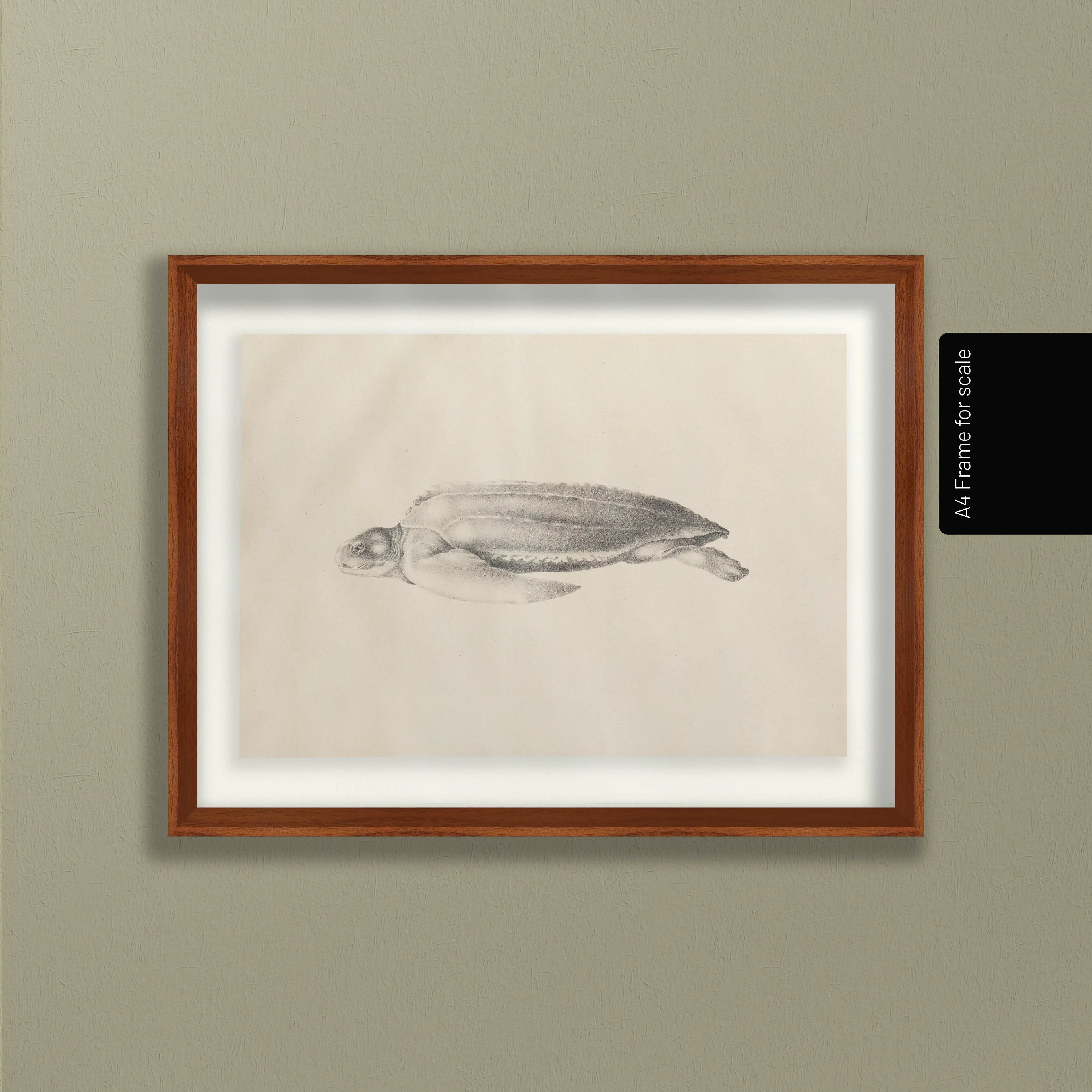 Natural History: Plate No. 64