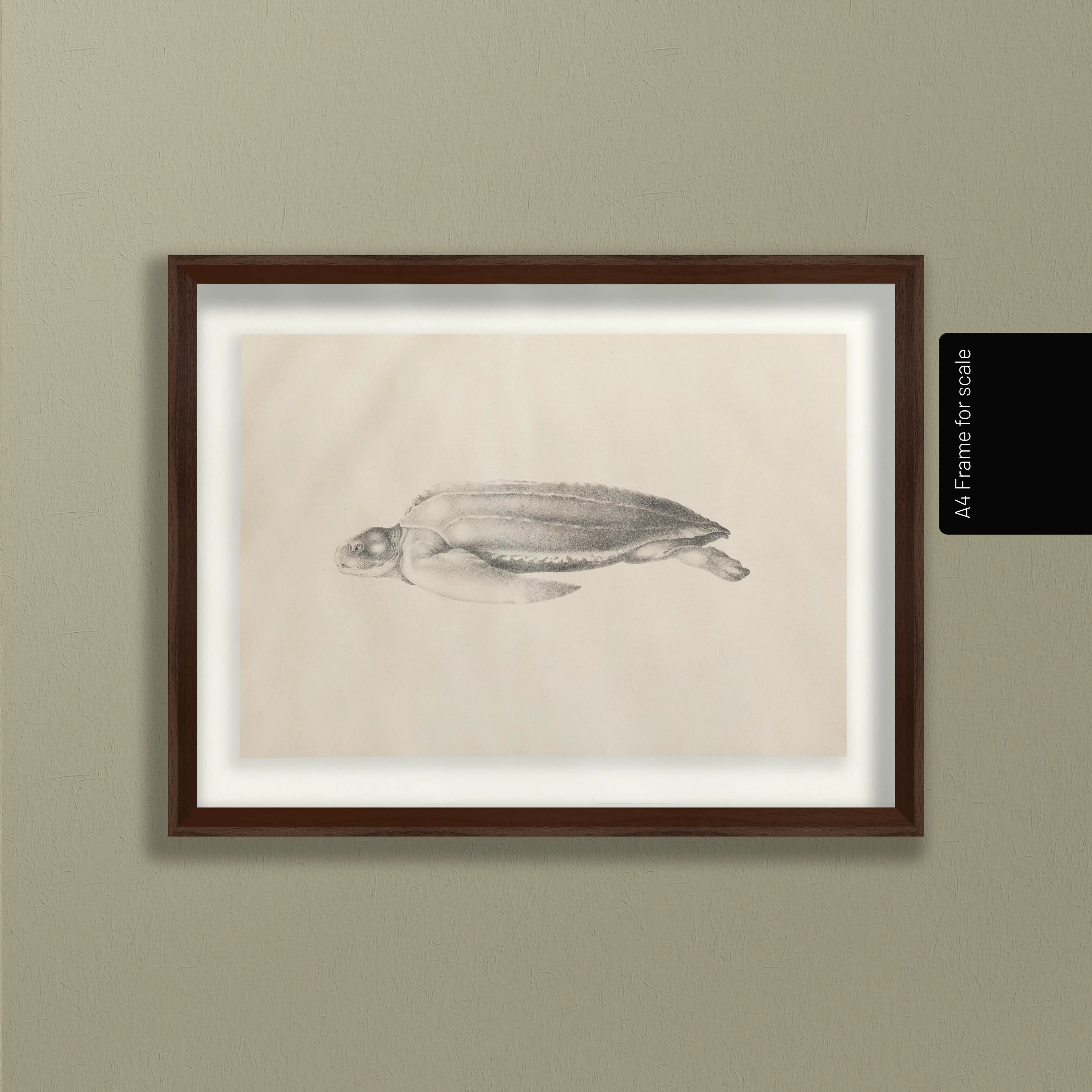 Natural History: Plate No. 64