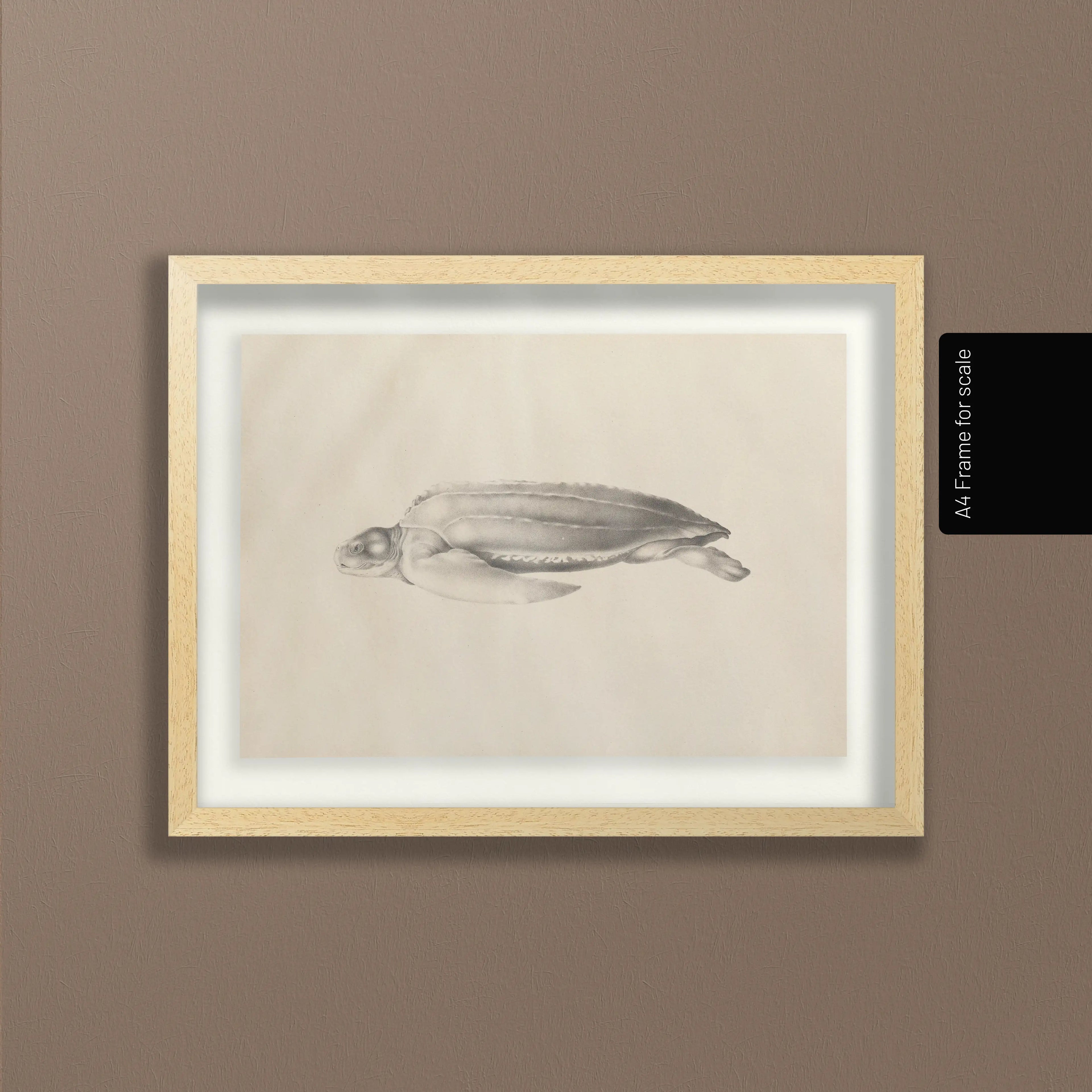 Natural History: Plate No. 64