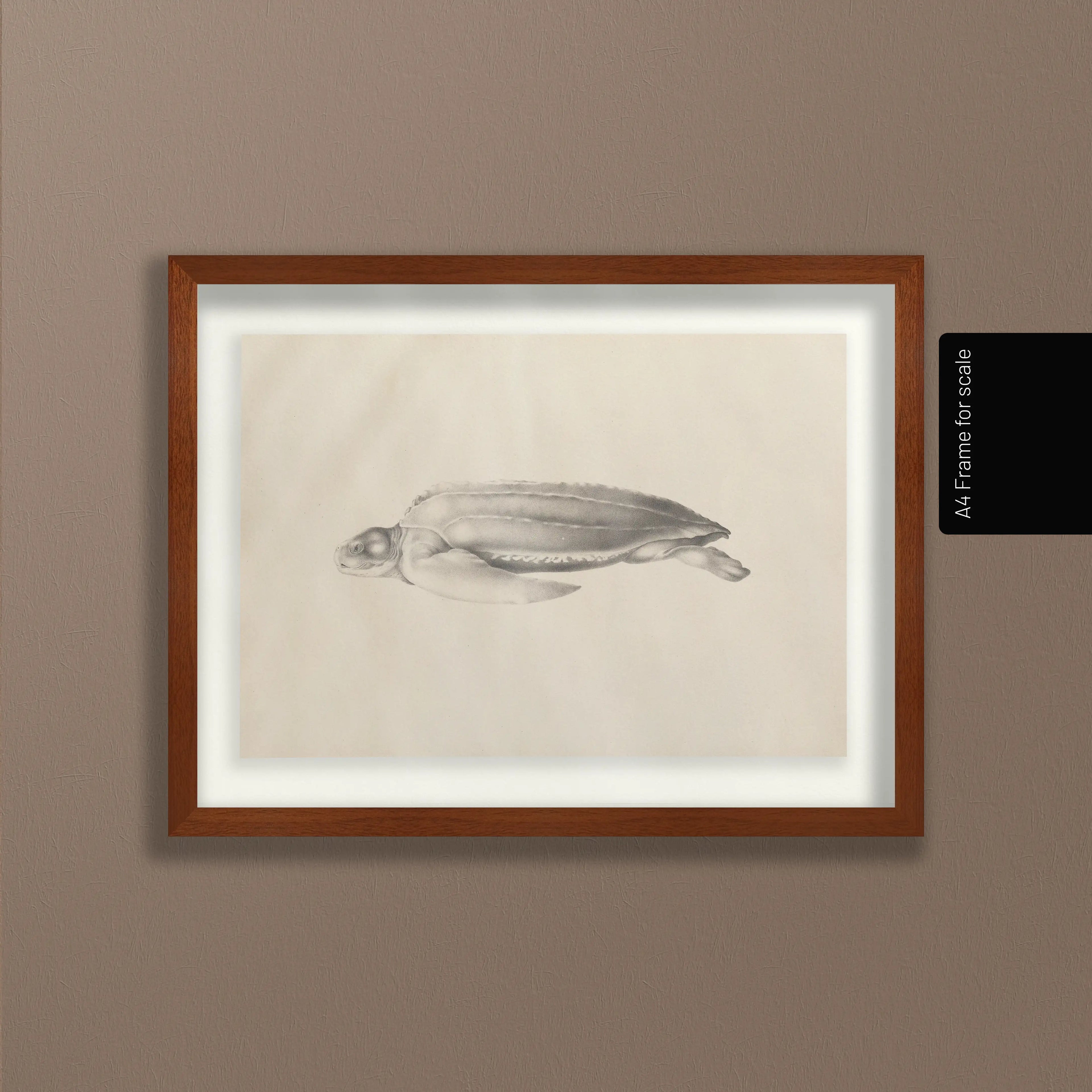Natural History: Plate No. 64
