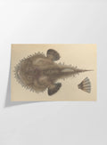 Natural History: Plate No. 65