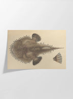 Natural History: Plate No. 65
