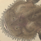 Natural History: Plate No. 65