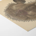 Natural History: Plate No. 65