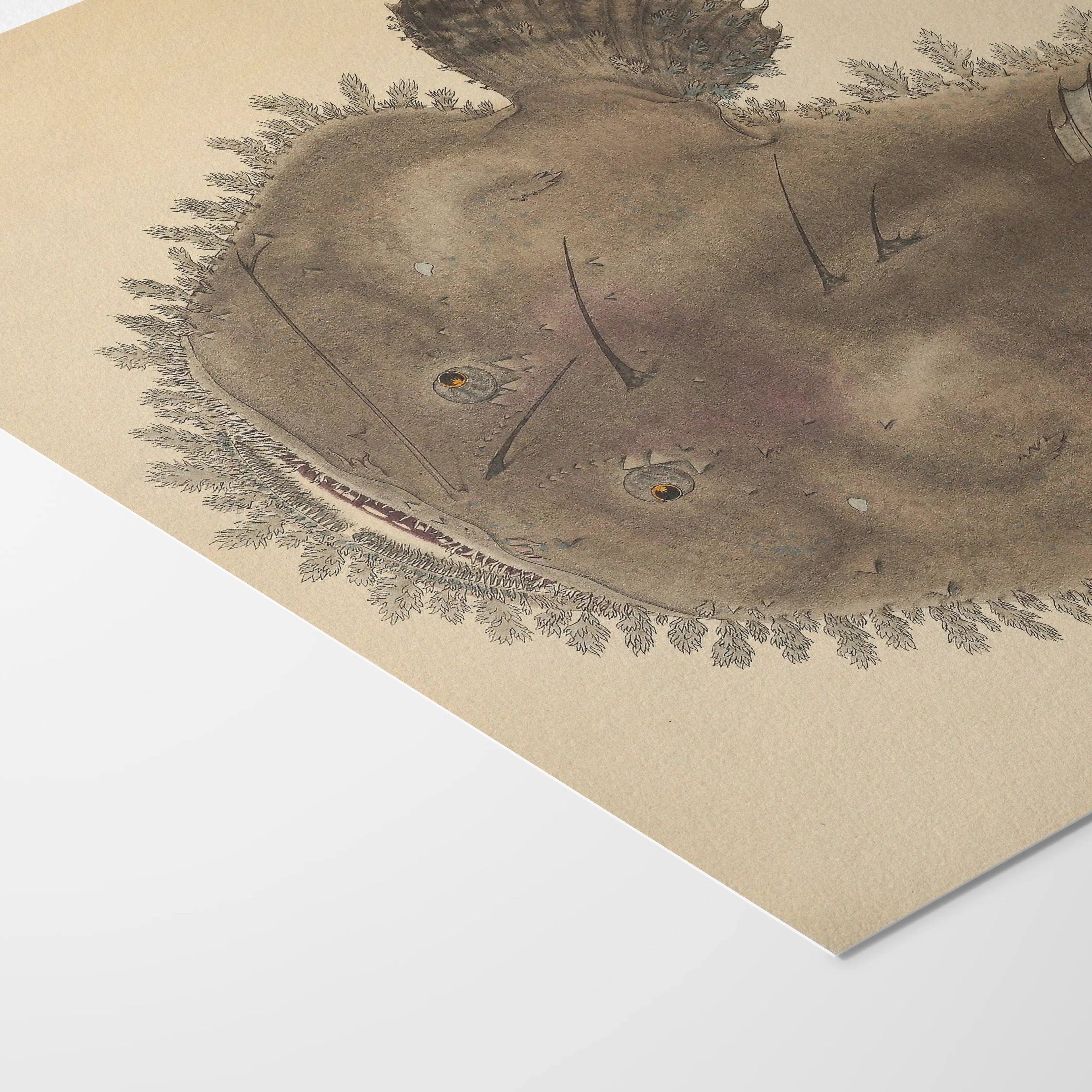 Natural History: Plate No. 65