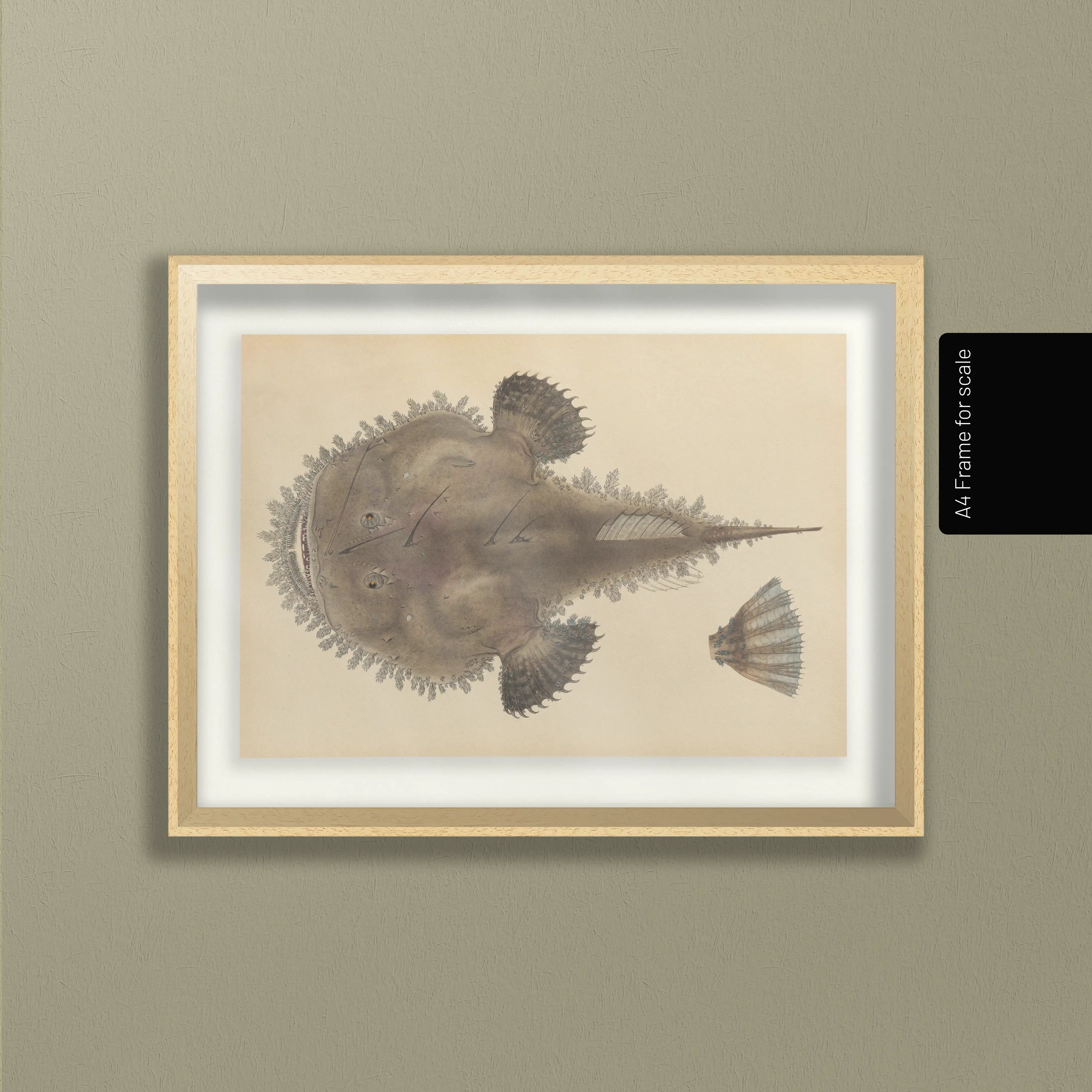 Natural History: Plate No. 65
