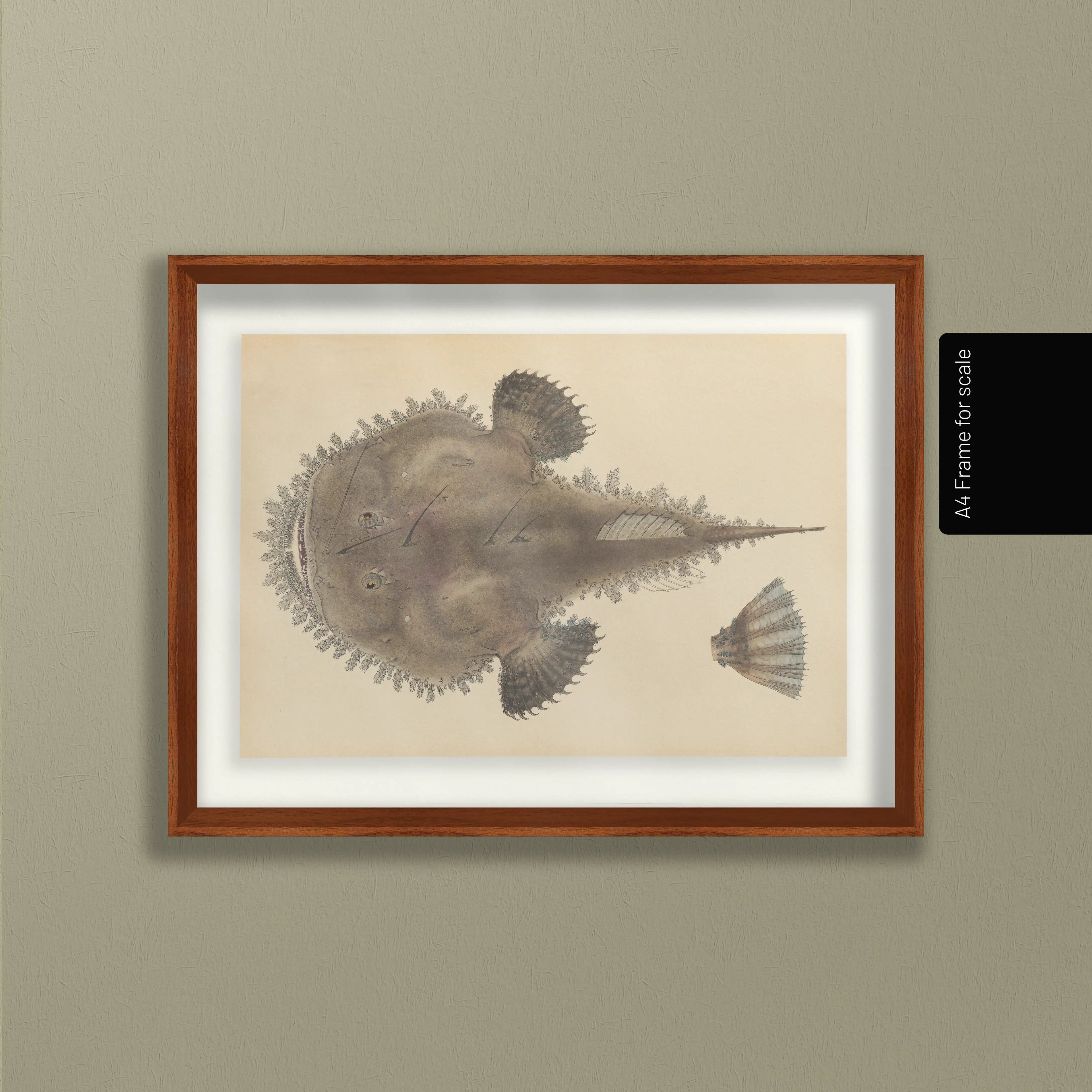 Natural History: Plate No. 65