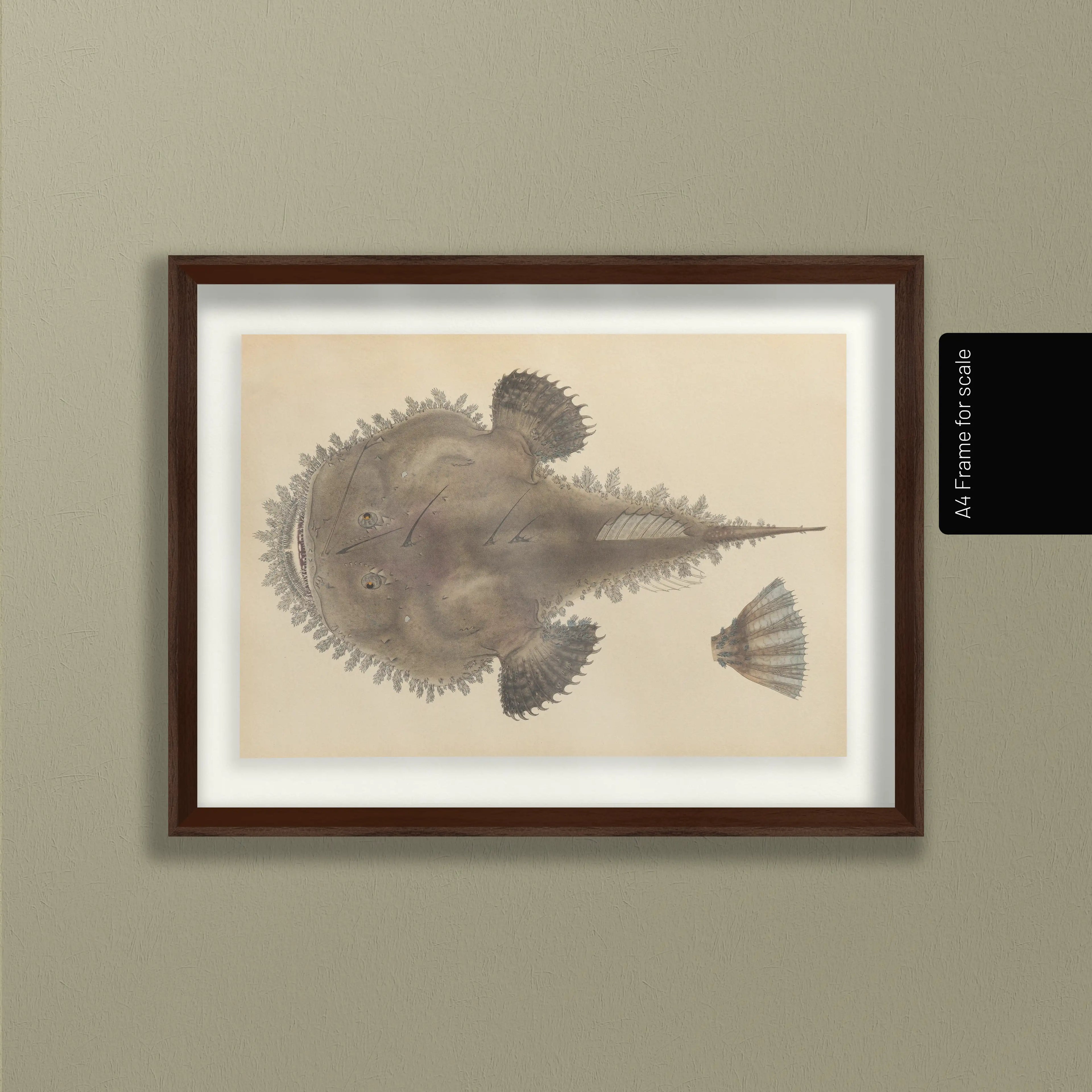 Natural History: Plate No. 65