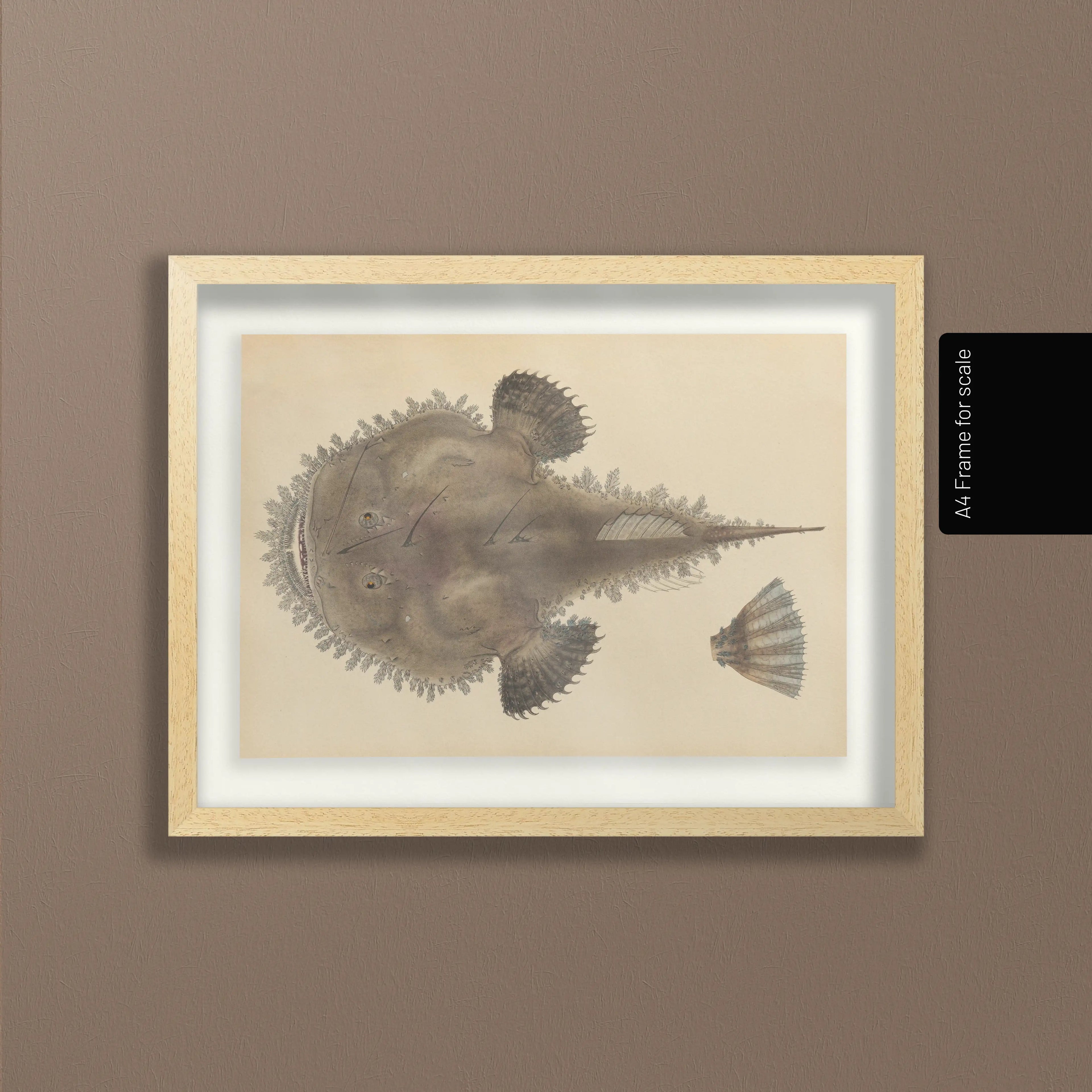 Natural History: Plate No. 65