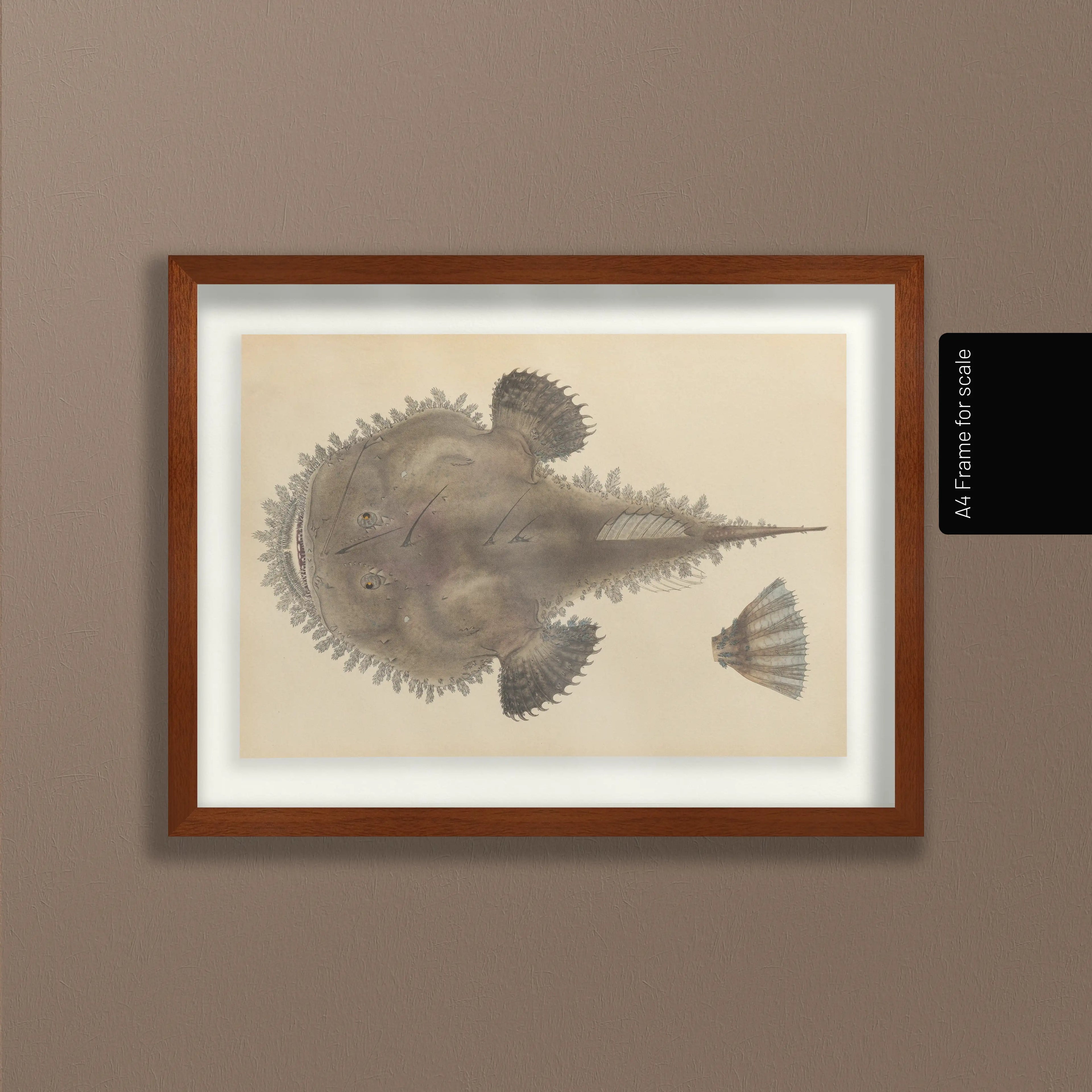 Natural History: Plate No. 65