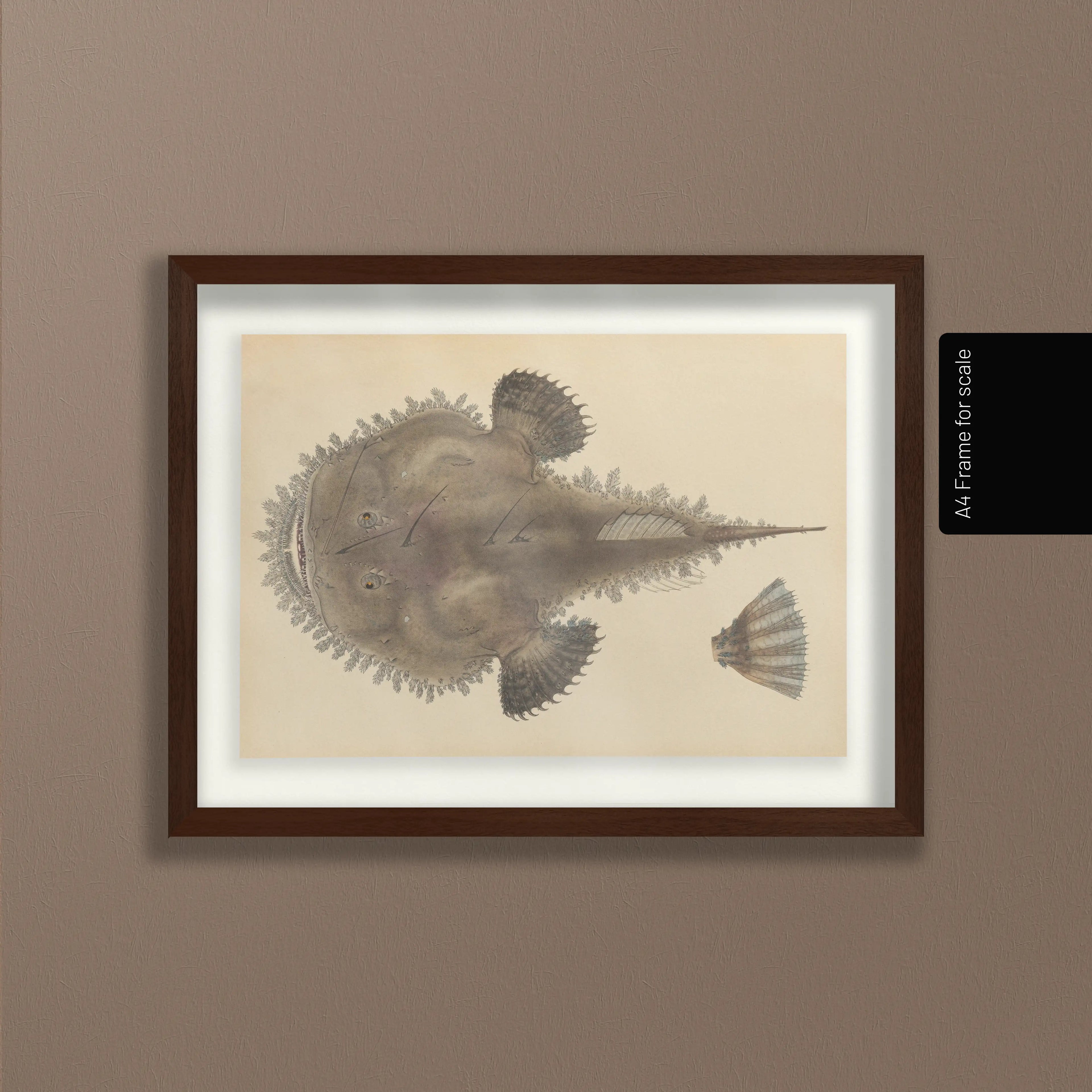 Natural History: Plate No. 65