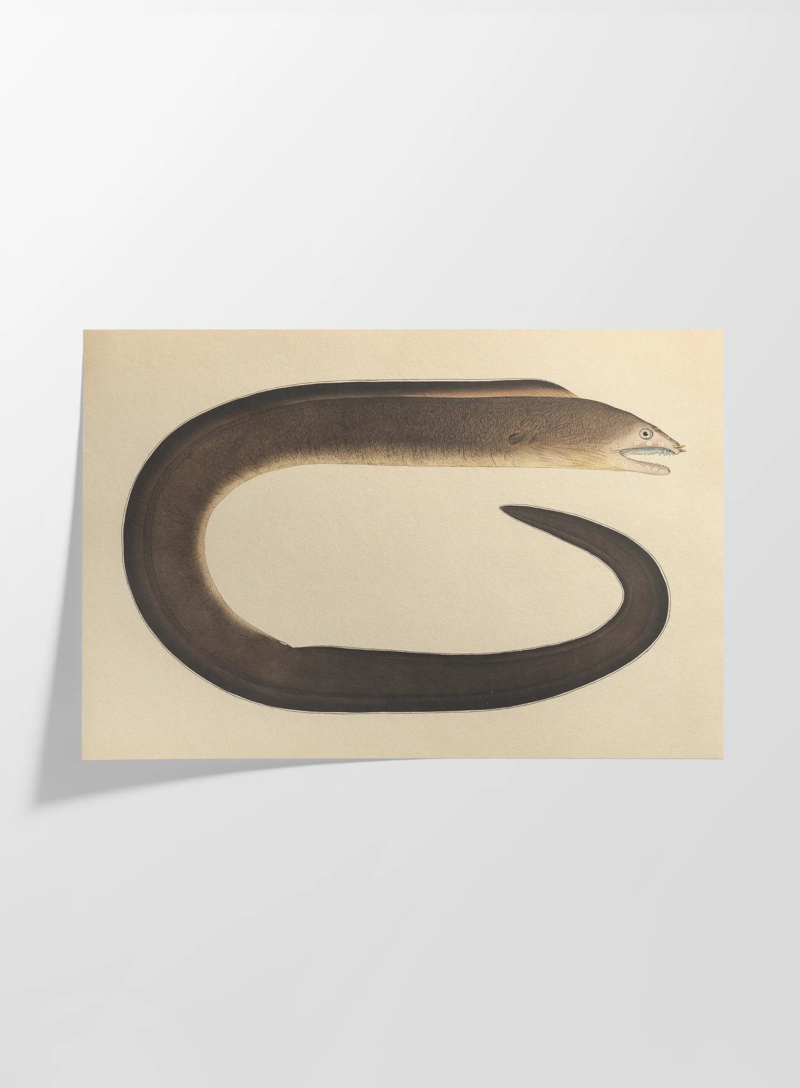 Natural History: Plate No. 66