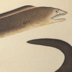 Natural History: Plate No. 66