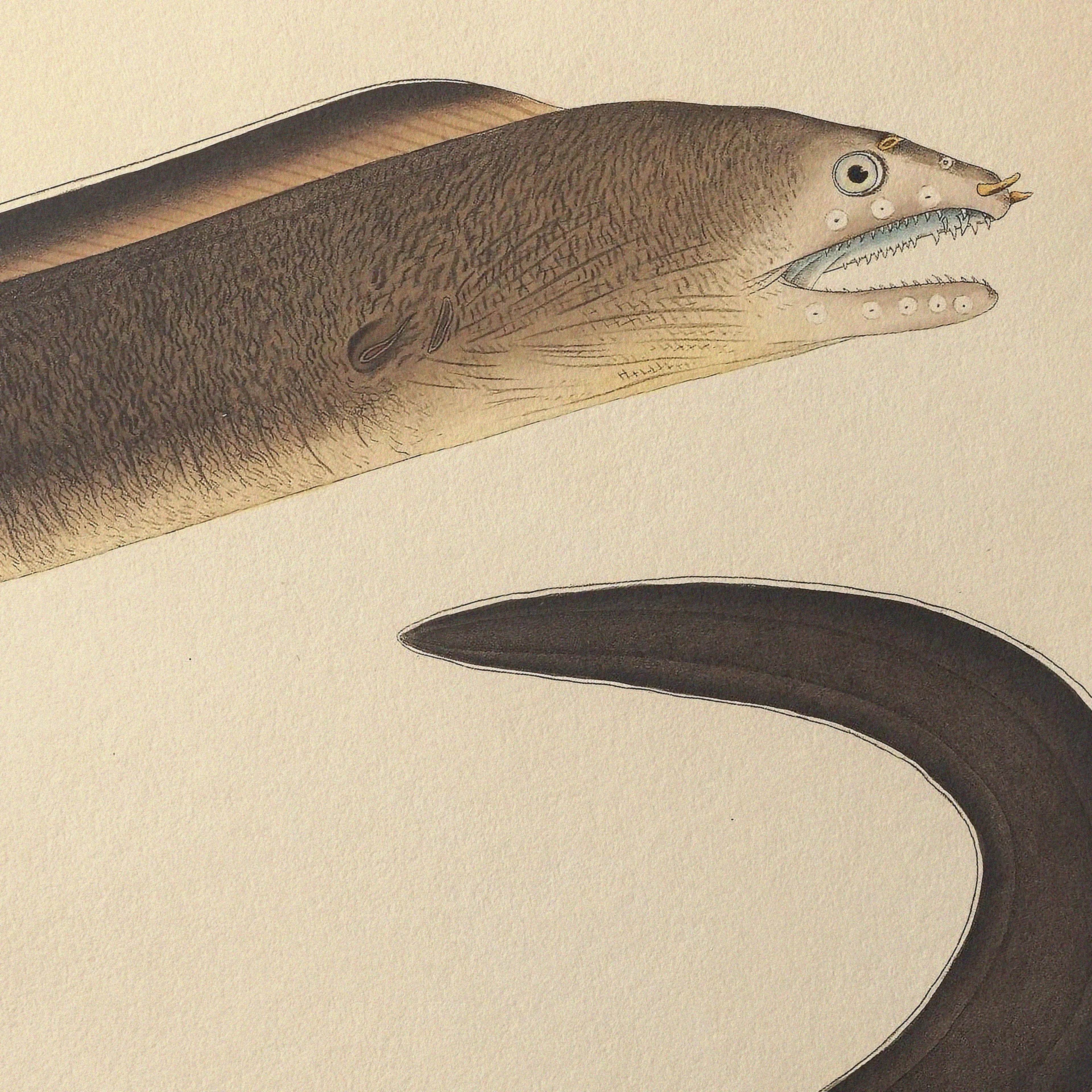 Natural History: Plate No. 66