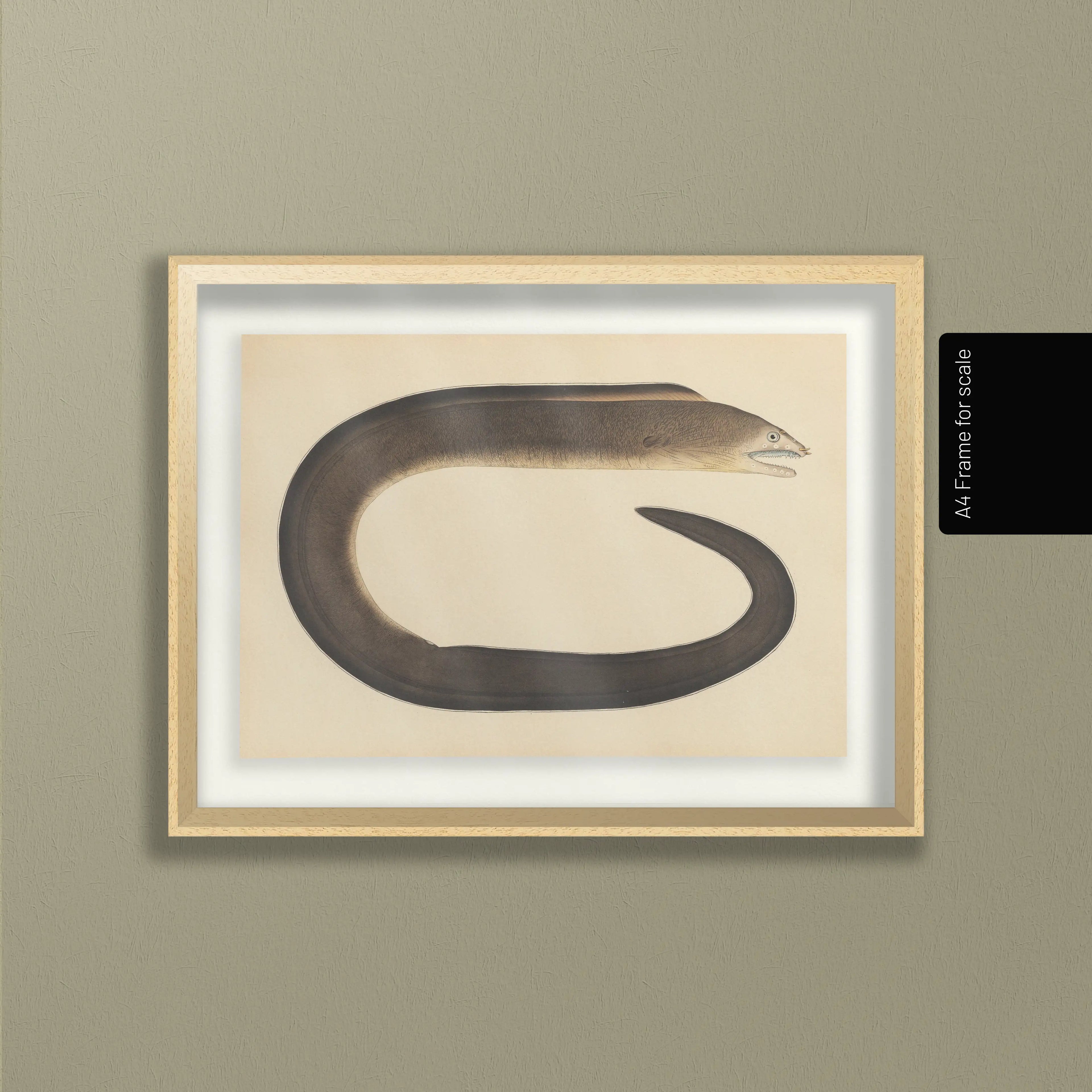 Natural History: Plate No. 66