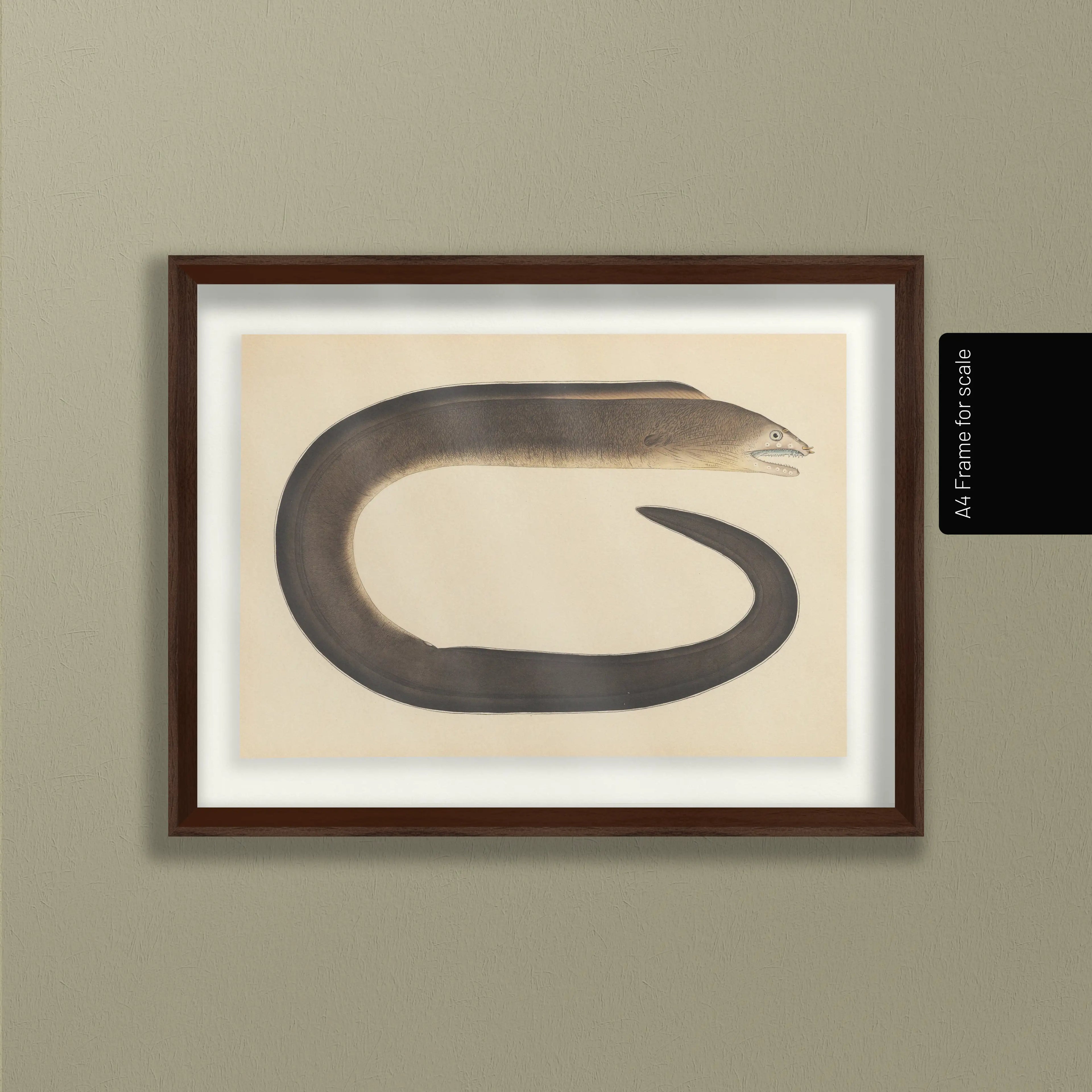 Natural History: Plate No. 66