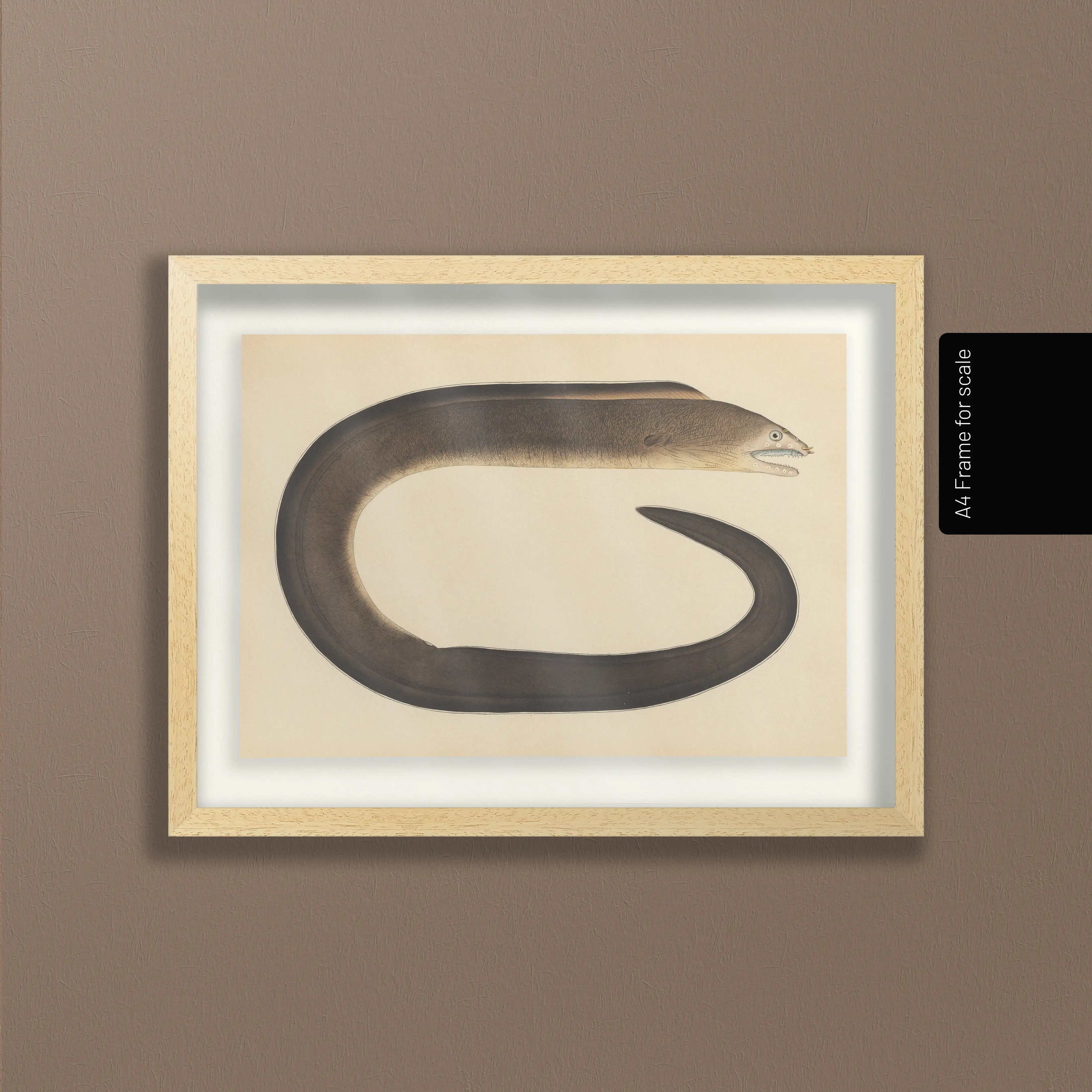 Natural History: Plate No. 66